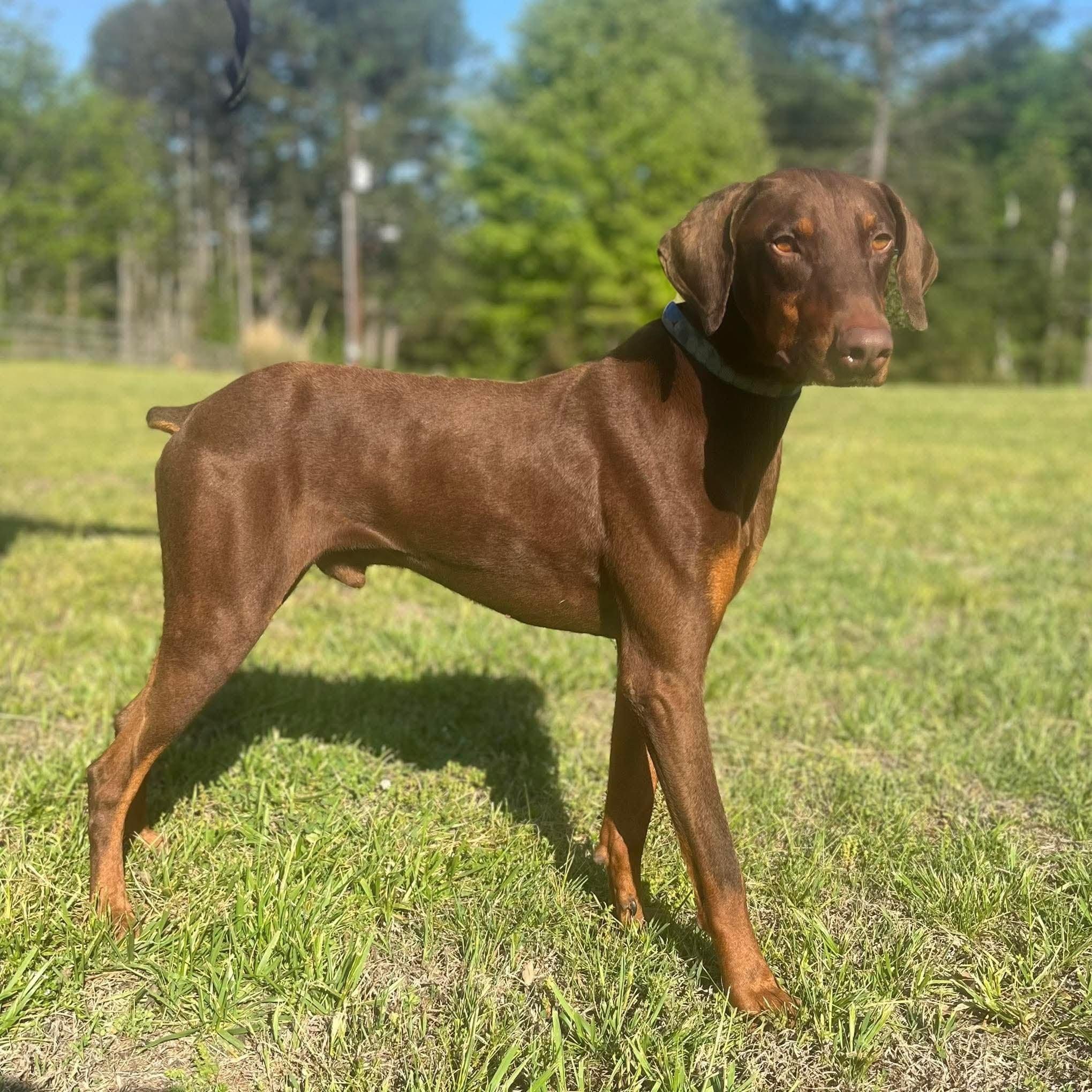 Rudy, an adopted Doberman Pinscher in Knoxville, TN image 2/3