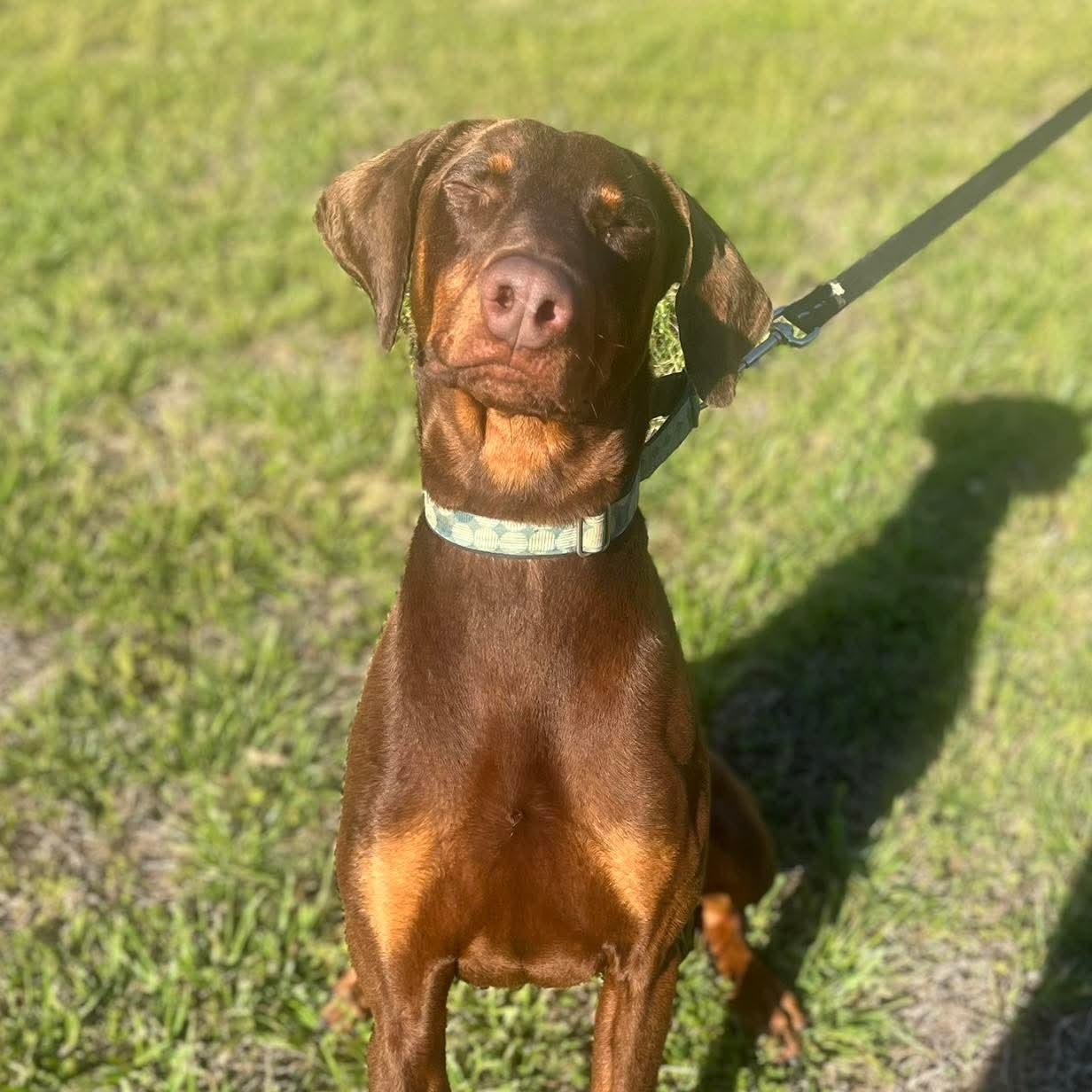 Rudy, adopted, Young Male Doberman Pinscher.