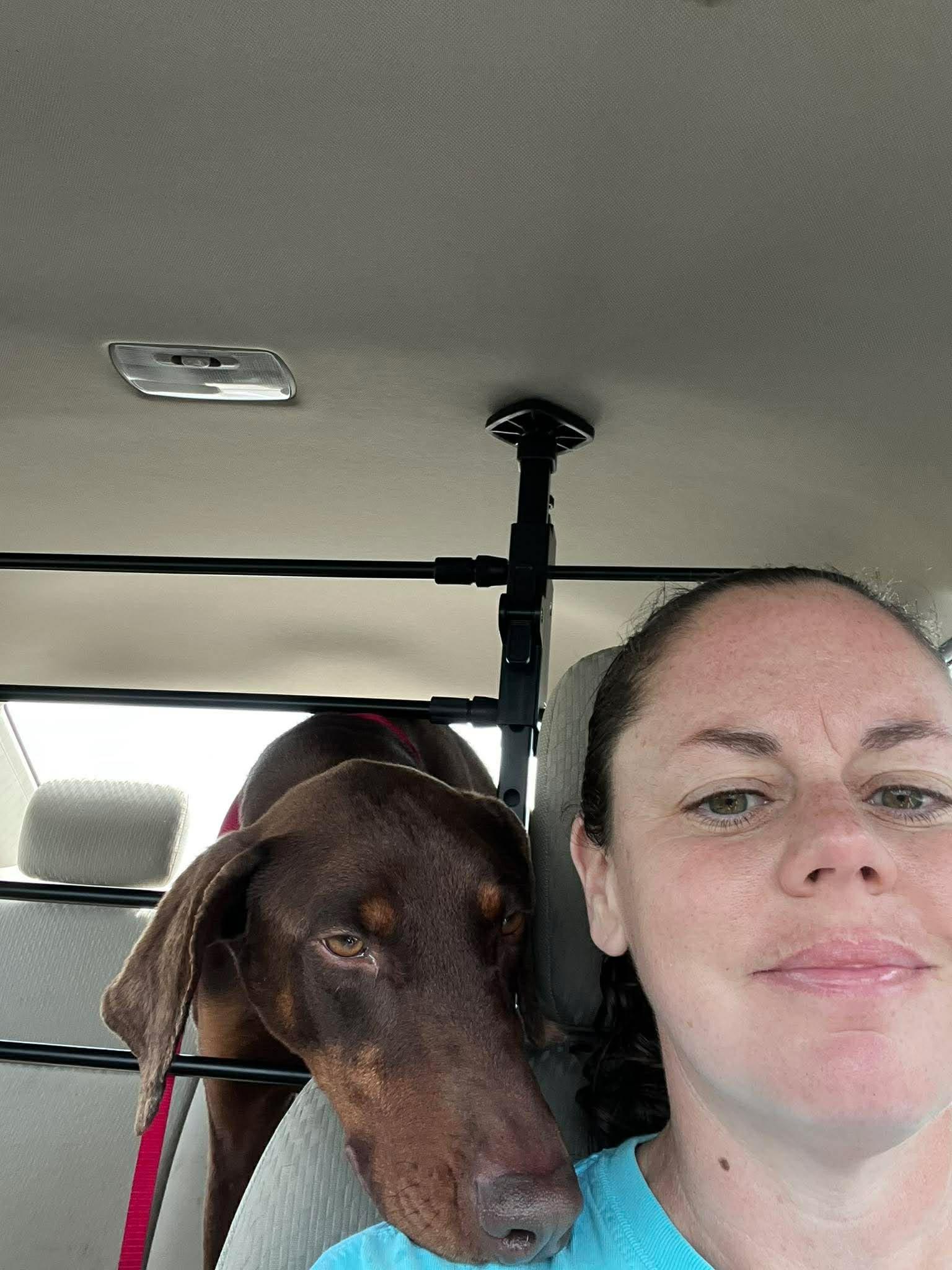 Rudy, an adopted Doberman Pinscher in Knoxville, TN image 3/3