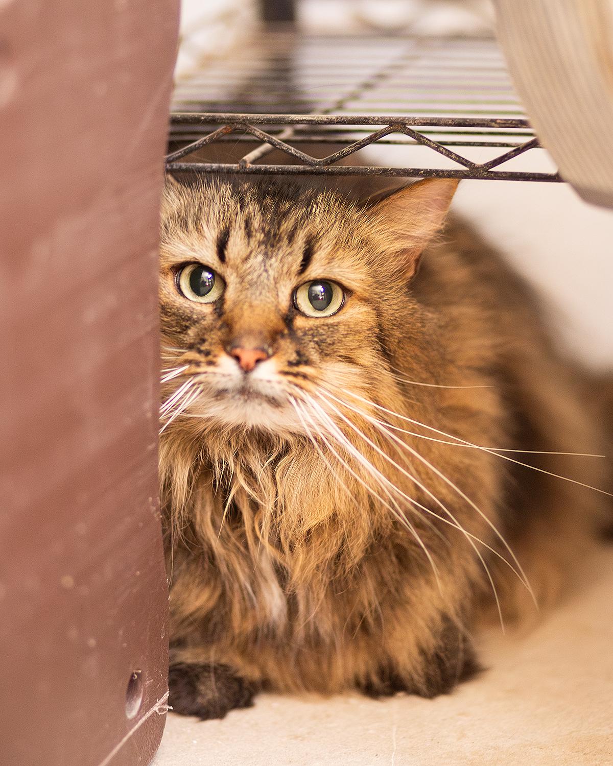 Enlarge Sissy, an adopted Domestic Long Hair in Marana, AZ image 2/3