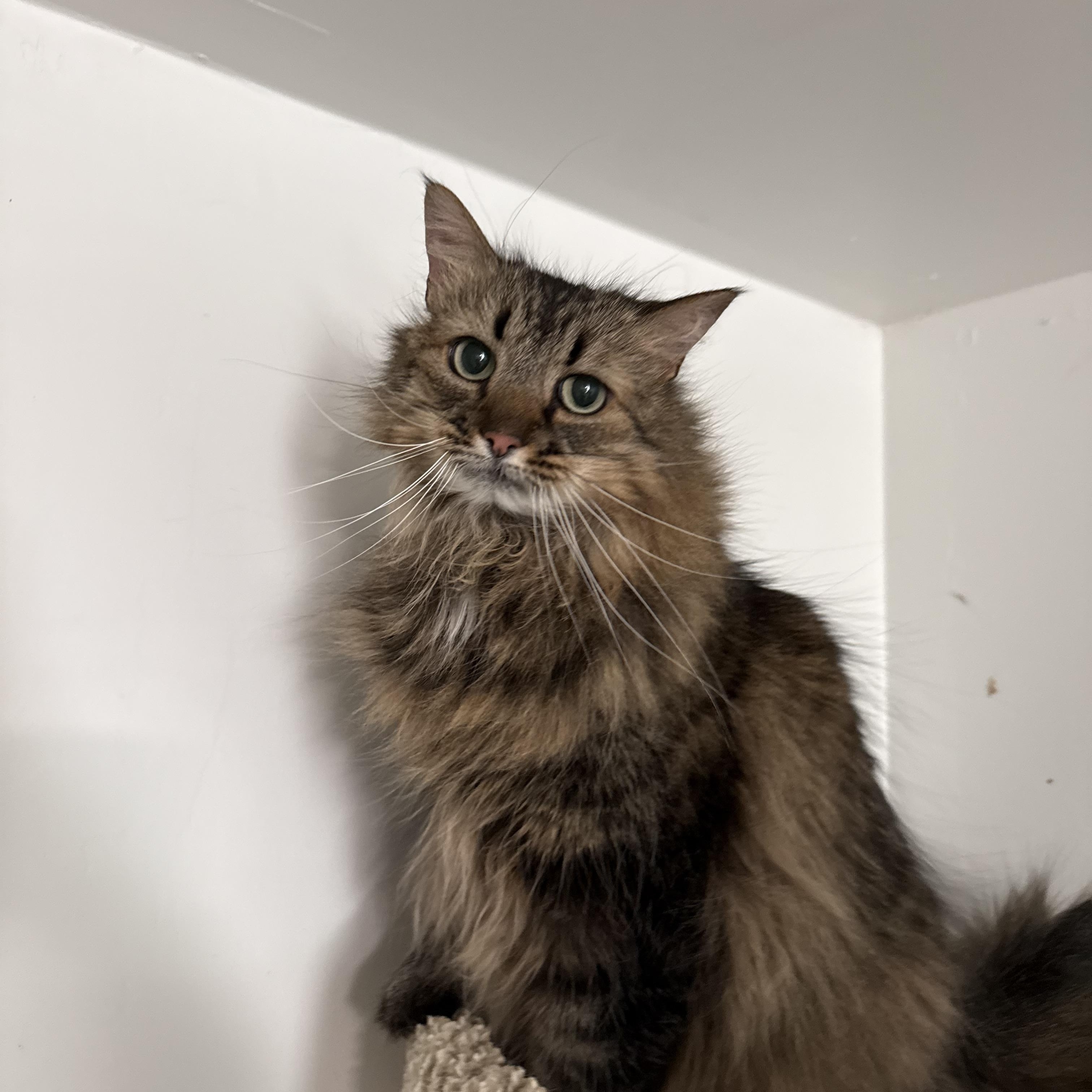 Enlarge Sissy, an adopted Domestic Long Hair in Marana, AZ image 3/3