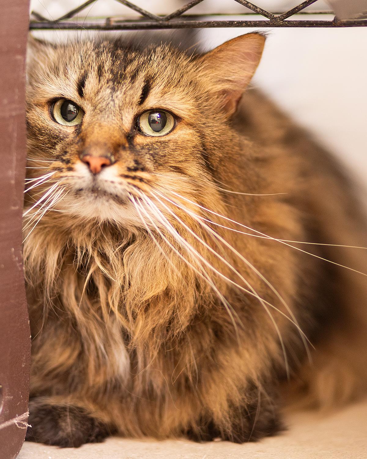 Sissy, adopted, Senior Female Domestic Long Hair.