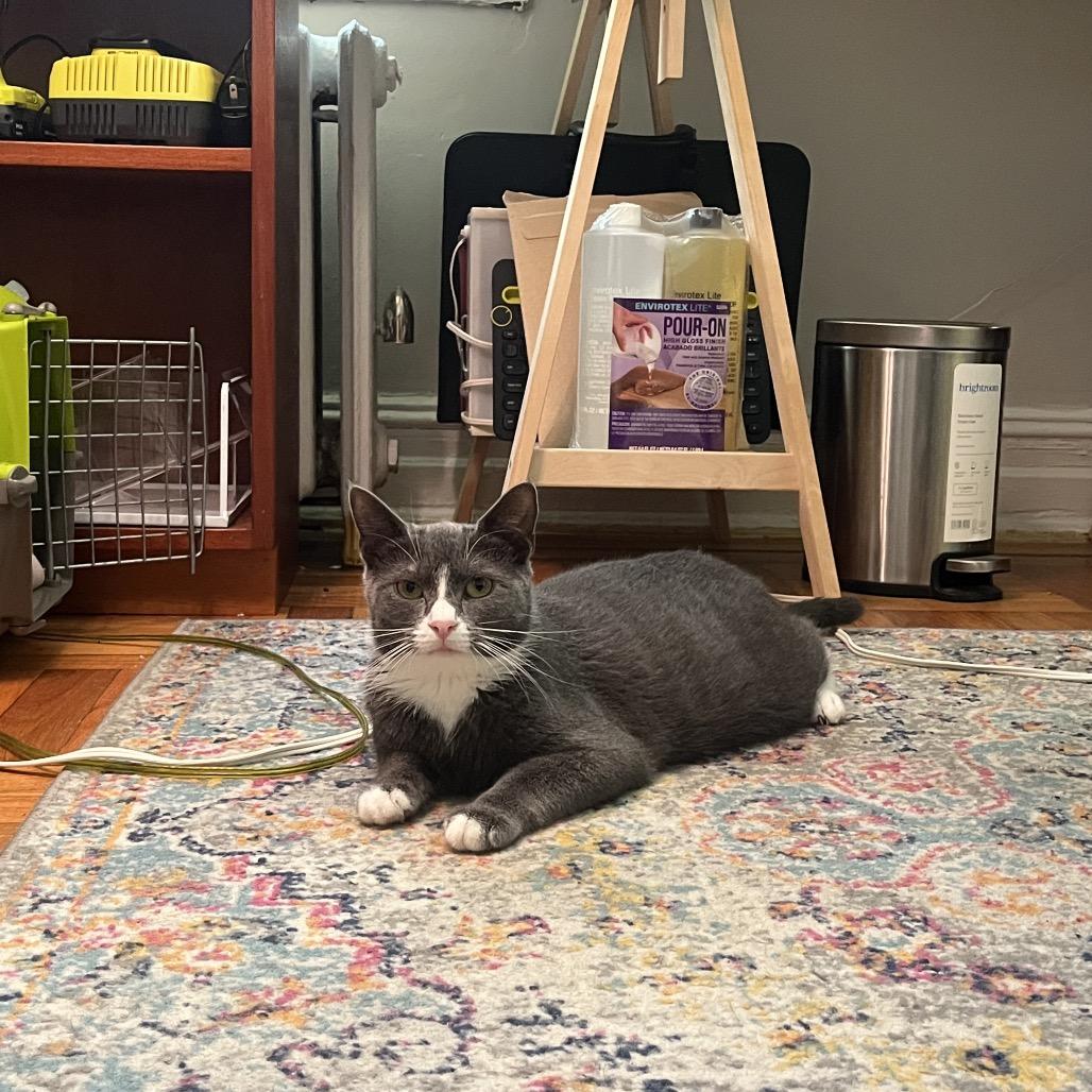 Beaver — thumbnail 2