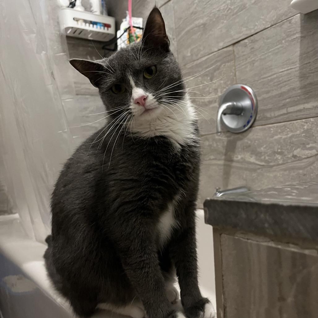 Beaver — thumbnail 3