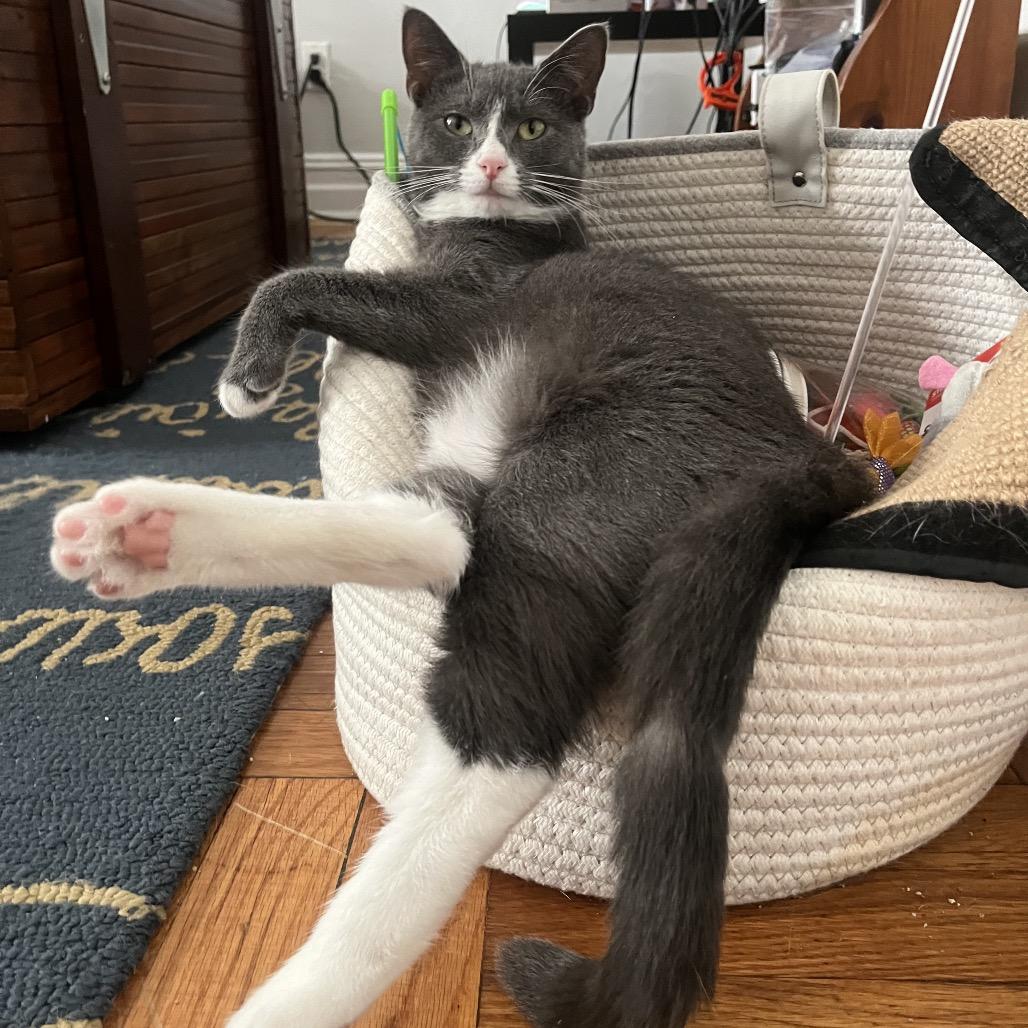 Beaver — thumbnail 4