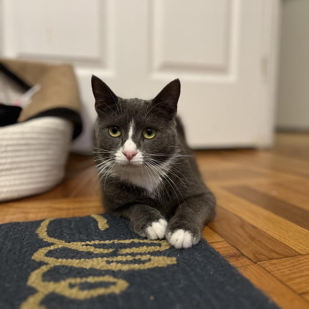 Beaver — thumbnail 6