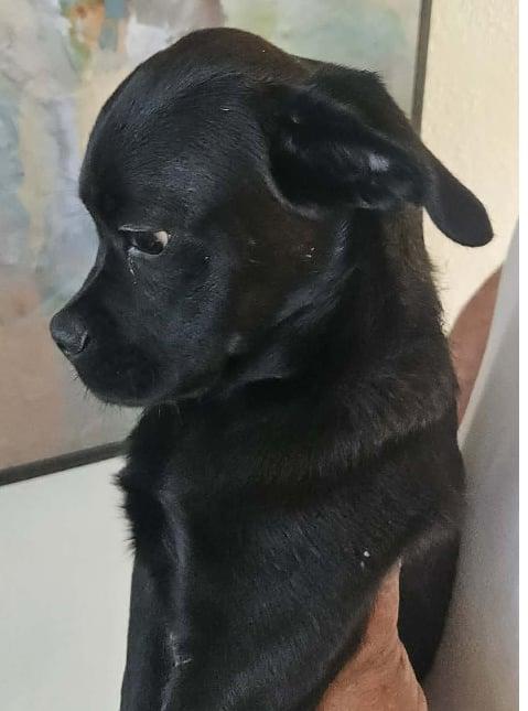 Jet, adopted, Puppy Male Pug.