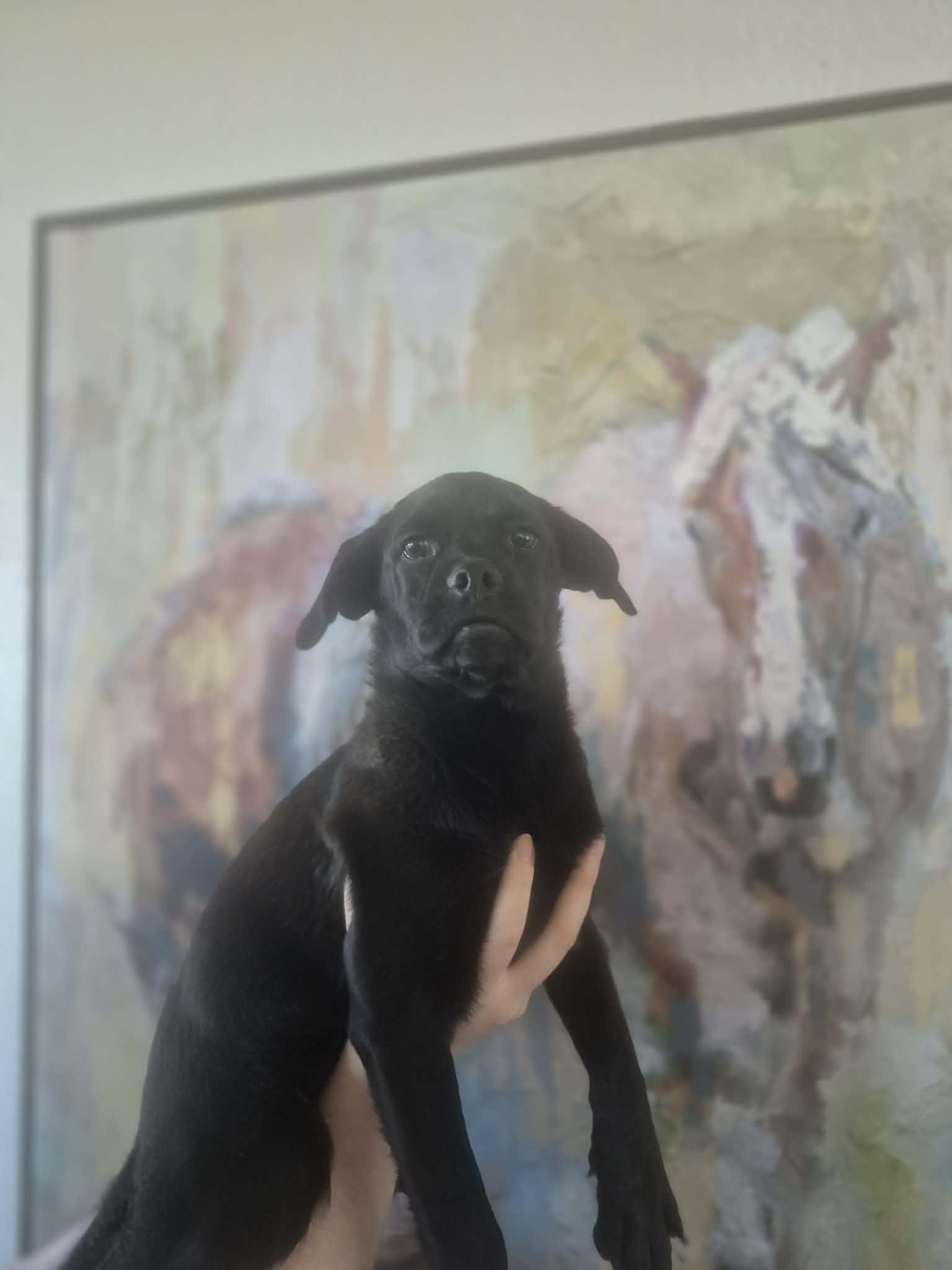 Enlarge Jet, an adopted mixed breed in Media, PA image 6/6