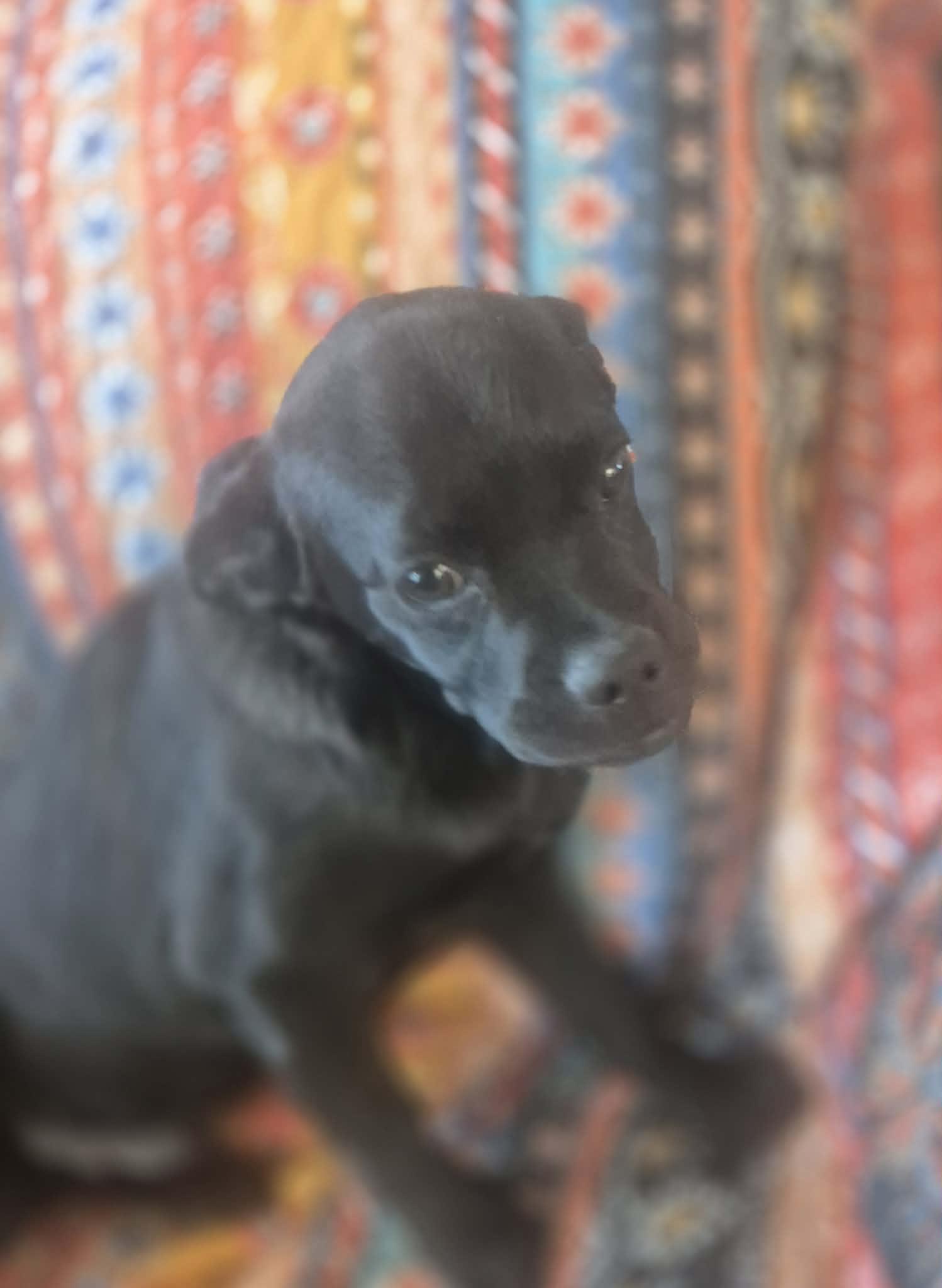 Enlarge Jet, an adopted mixed breed in Media, PA image 2/6