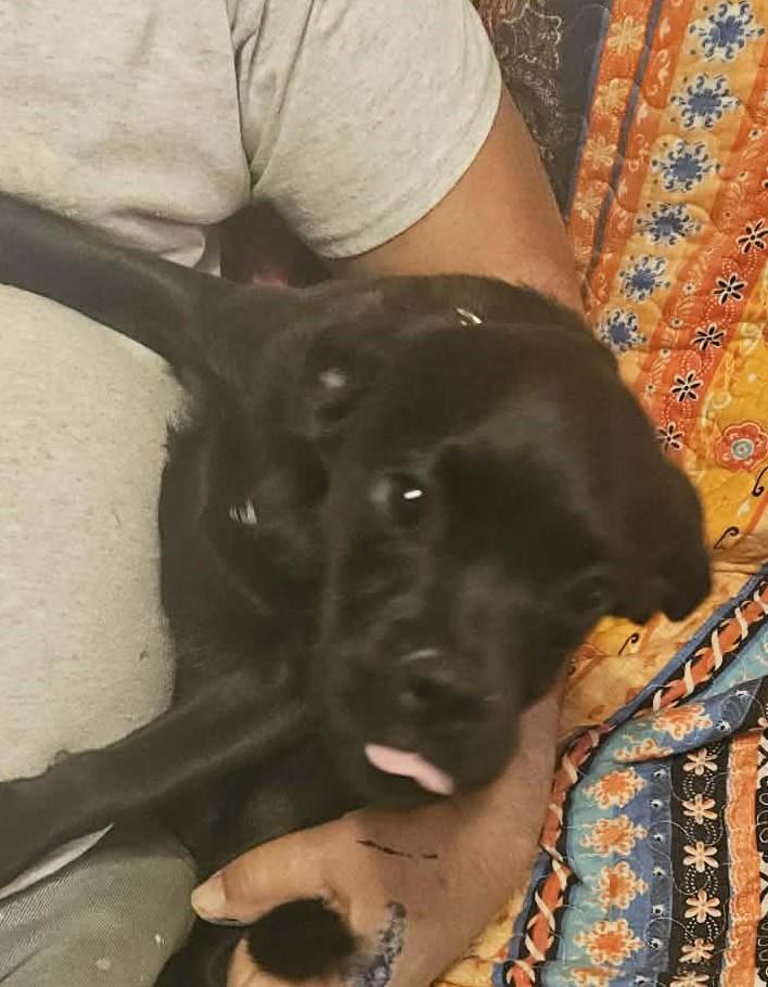 Enlarge Jet, an adopted mixed breed in Media, PA image 5/6