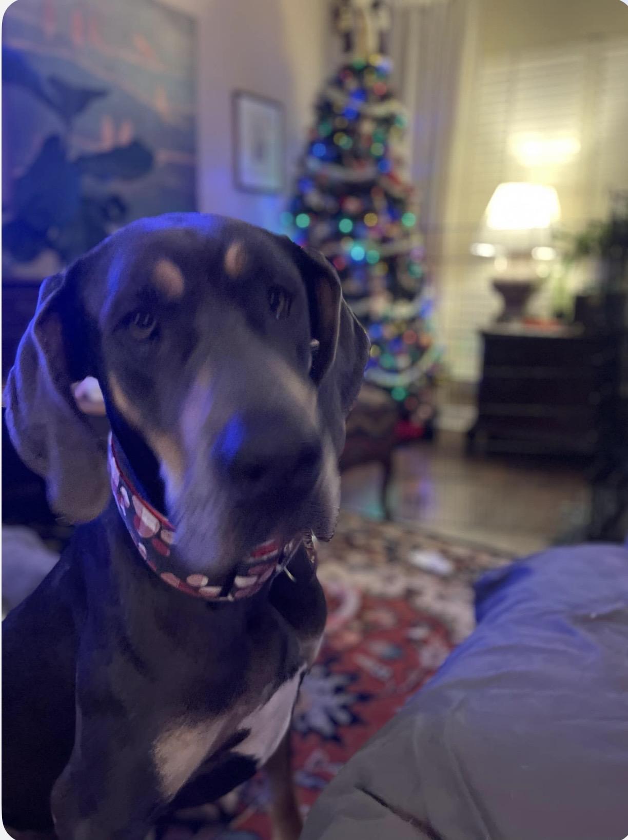 Dolly, ADOPTABLE, Puppy Female Great Dane.