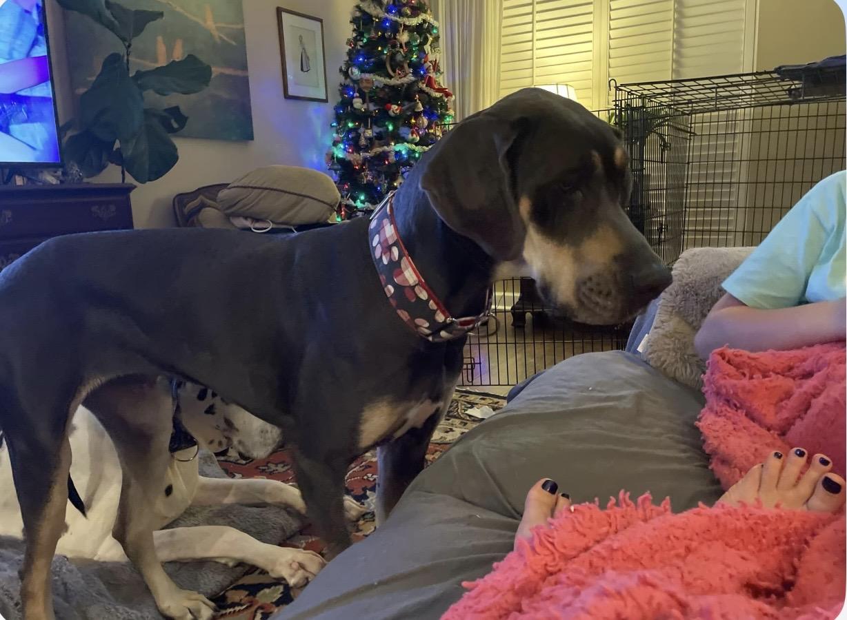 Enlarge Dolly, a ADOPTABLE Great Dane in Bonneau, SC image 2/3