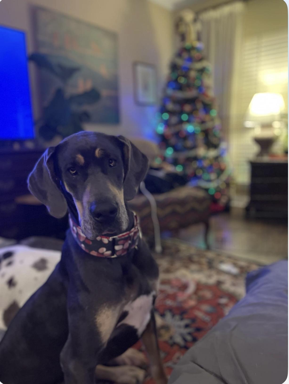 Enlarge Dolly, a ADOPTABLE Great Dane in Bonneau, SC image 3/3