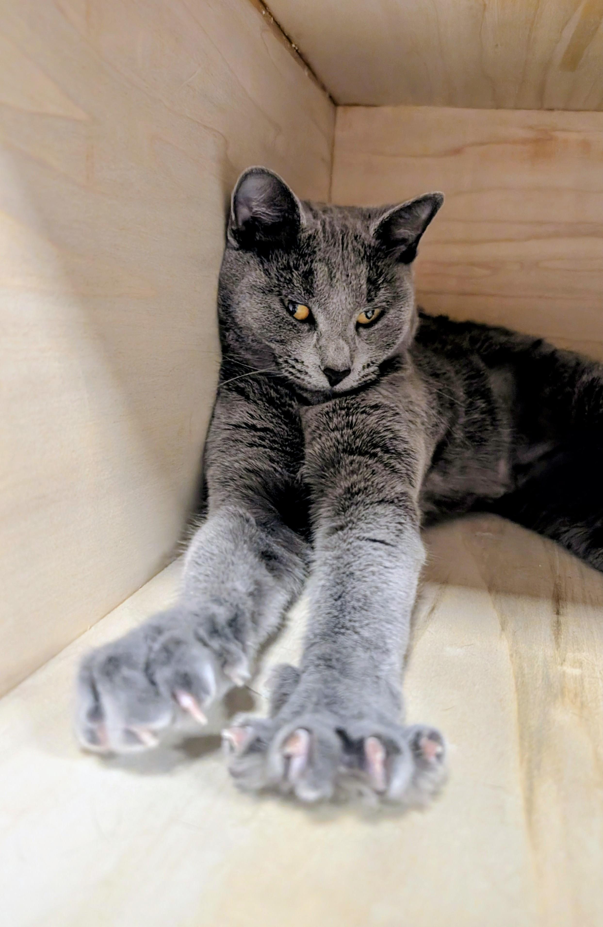 Alba, an adopted Domestic Short Hair in Clearwater, FL image 2/2