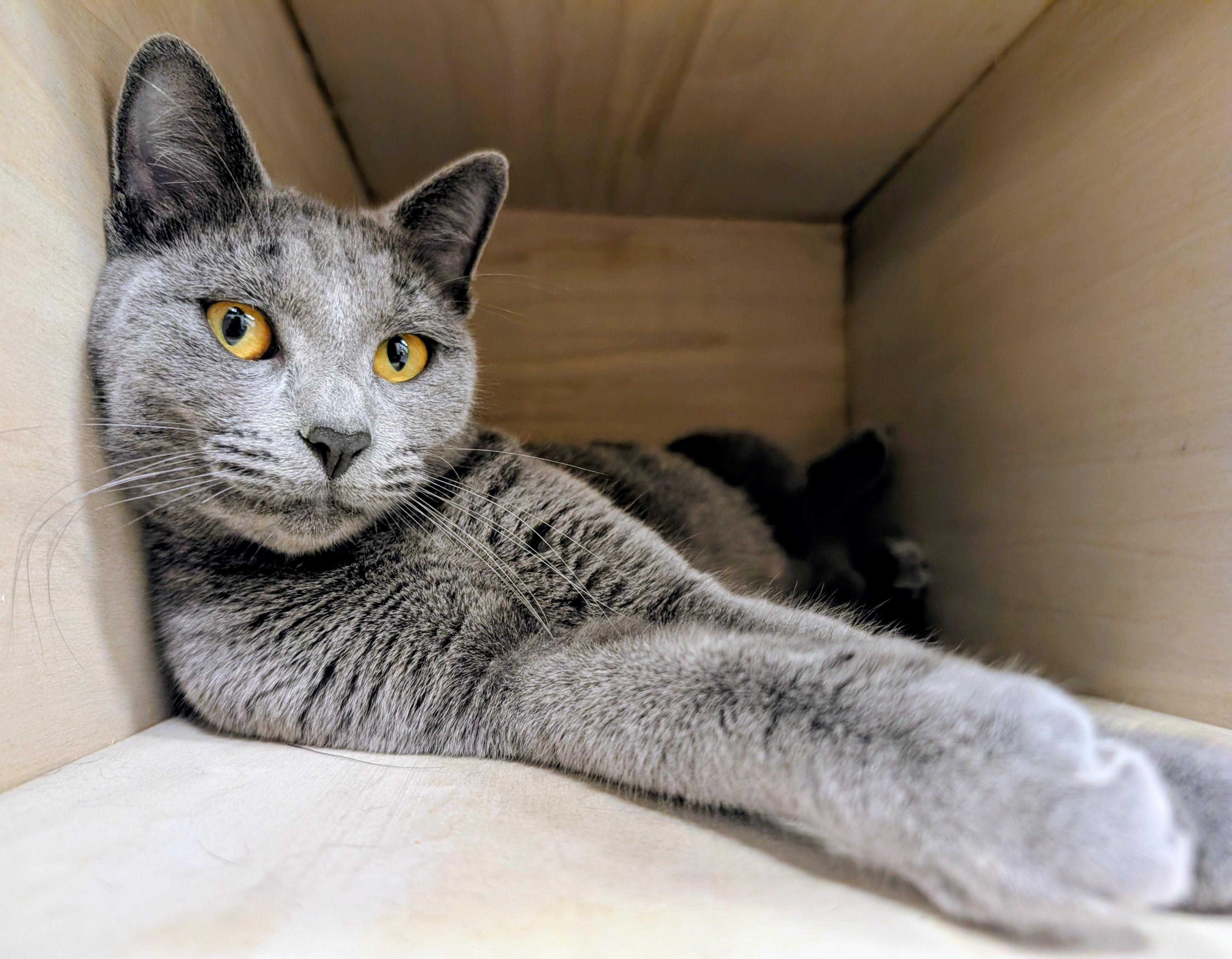 Alba, adopted, Young Female Domestic Short Hair.