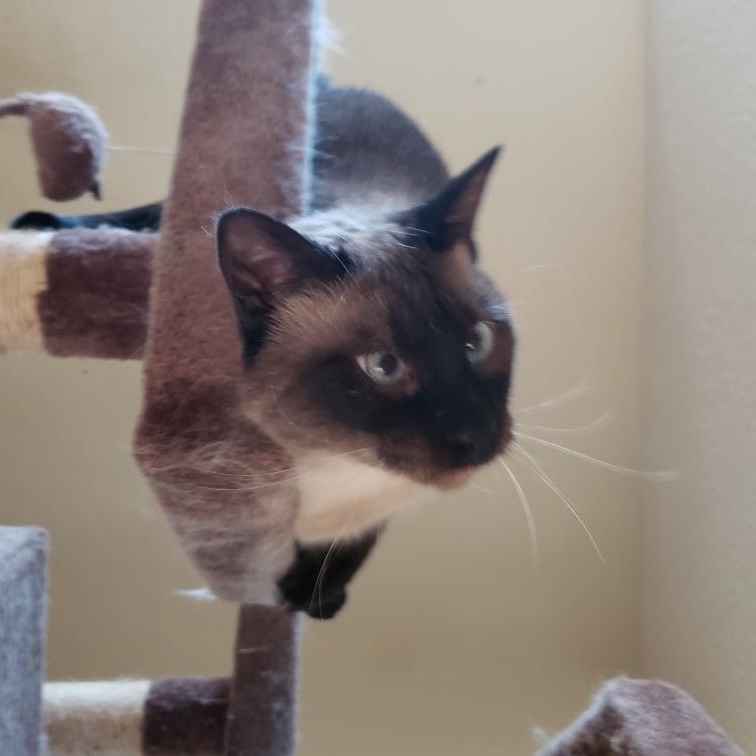 Lucille - The Queen of your castle , a ADOPTABLE Siamese in Austin, TX image 4/5