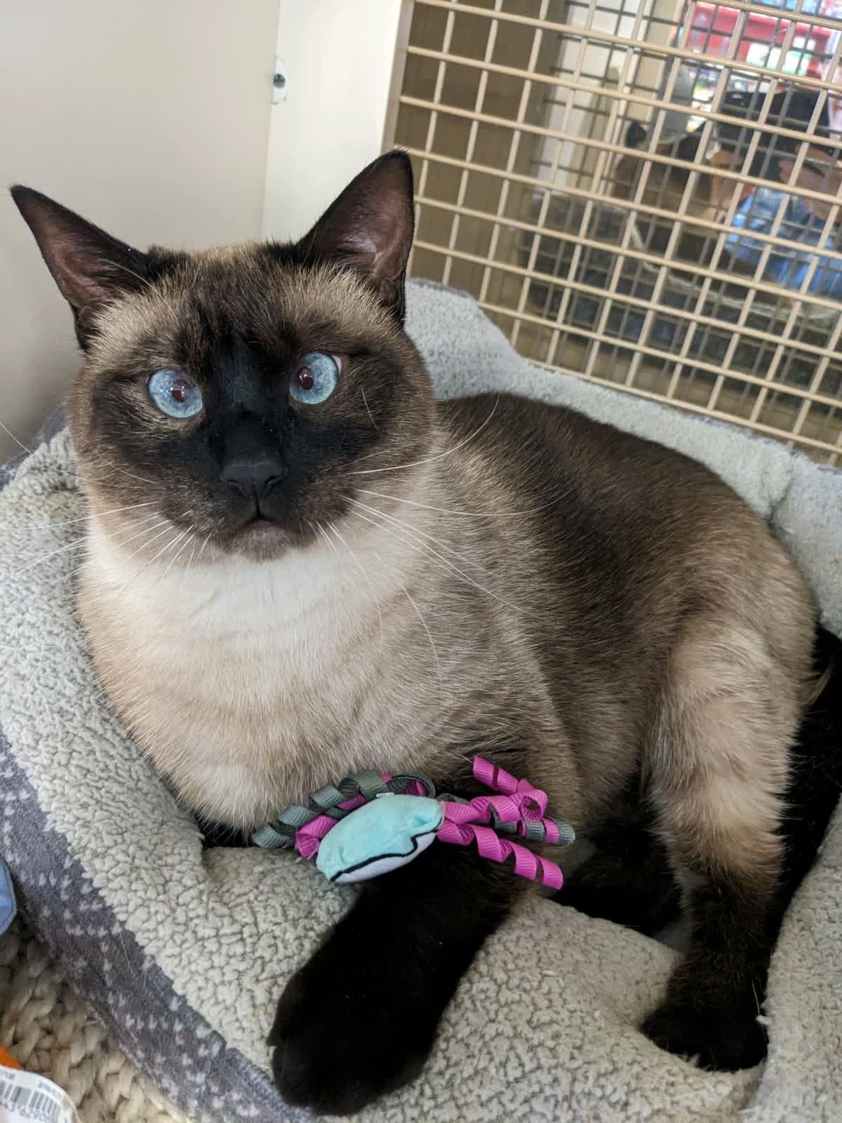 Lucille - The Queen of your castle , a ADOPTABLE Siamese in Austin, TX image 1/5