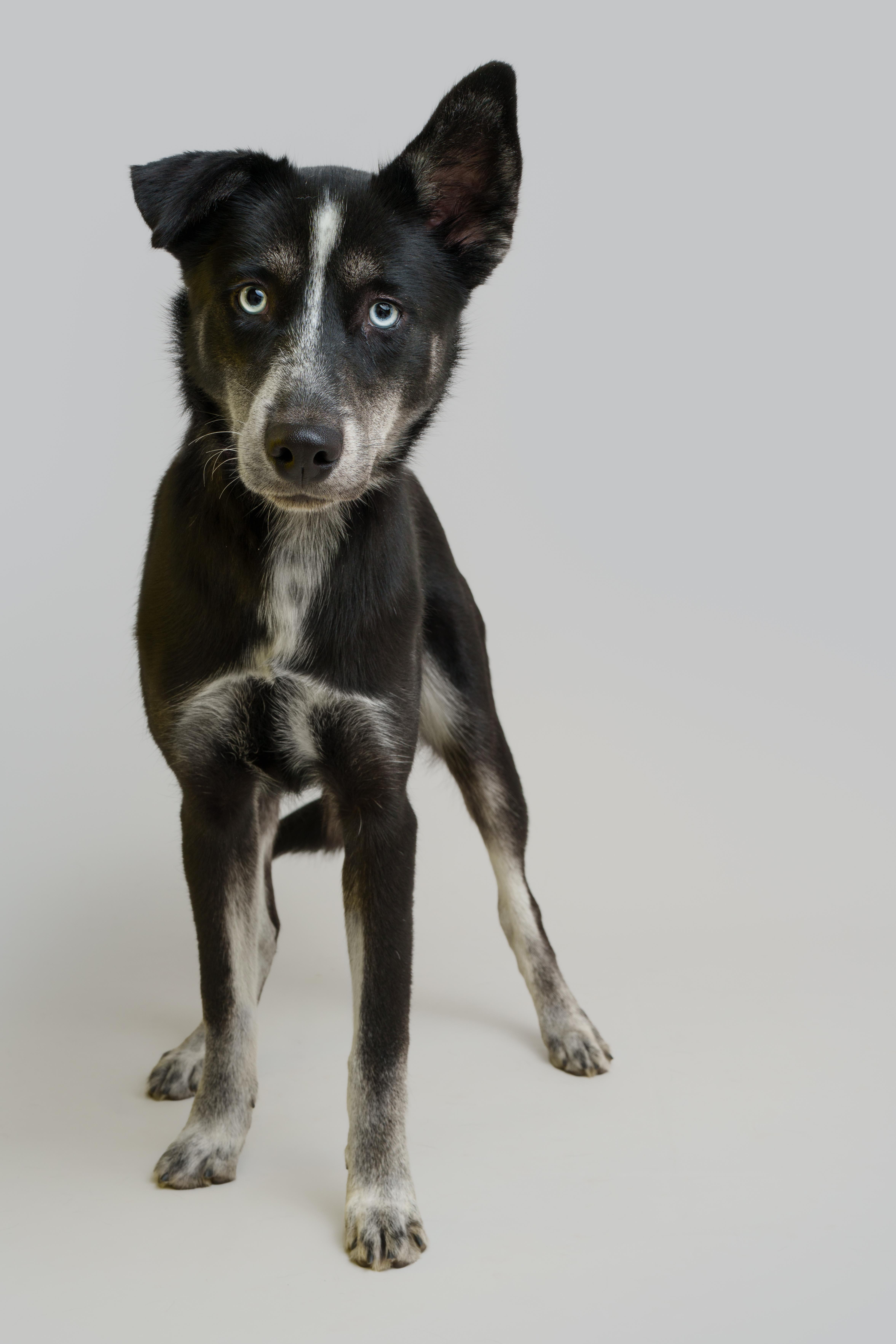 Rosie, adoptable, Young Female Husky.
