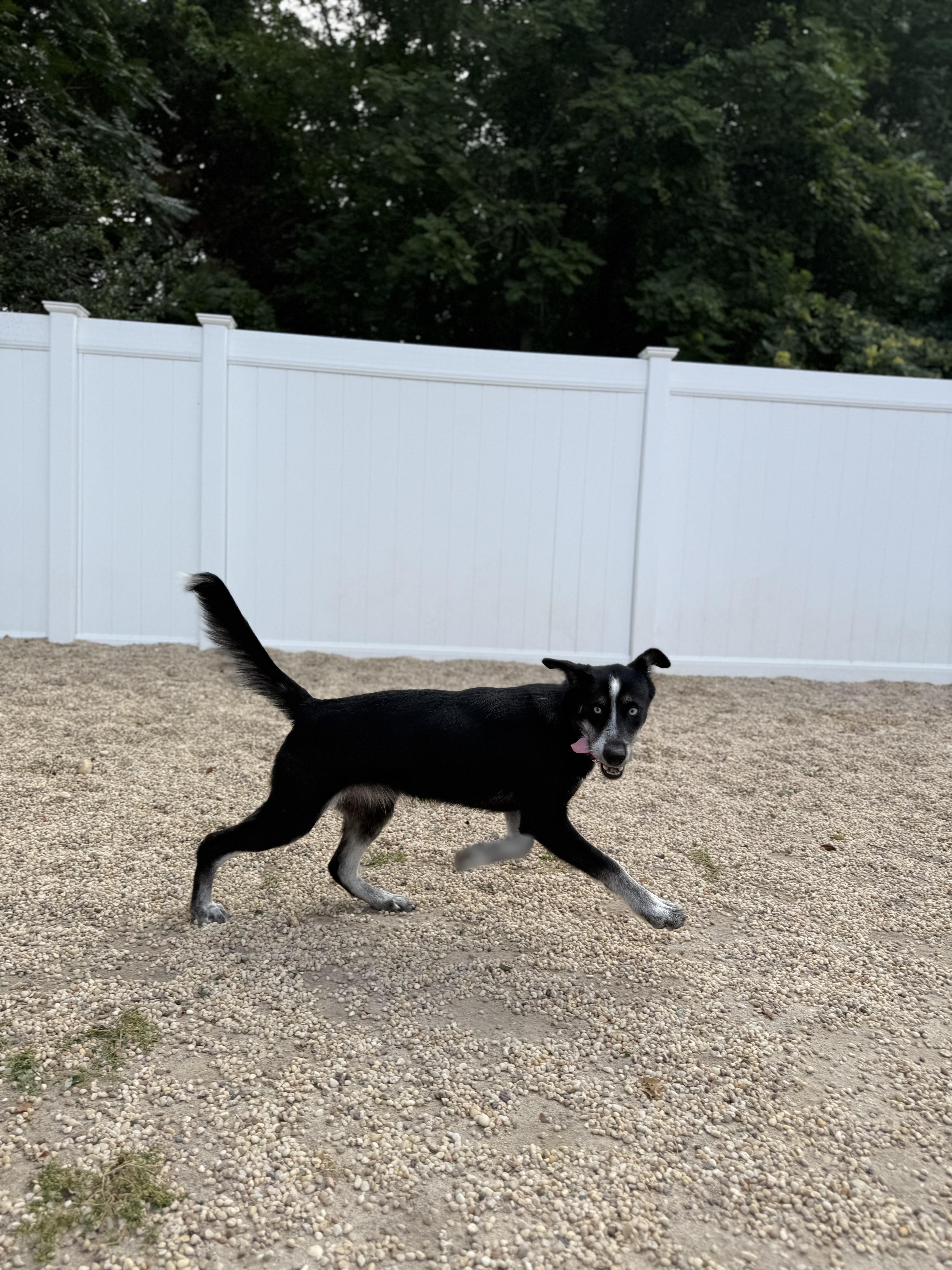 Rosie, an adoptable mixed breed in AQUEBOGUE, NY image 2/2