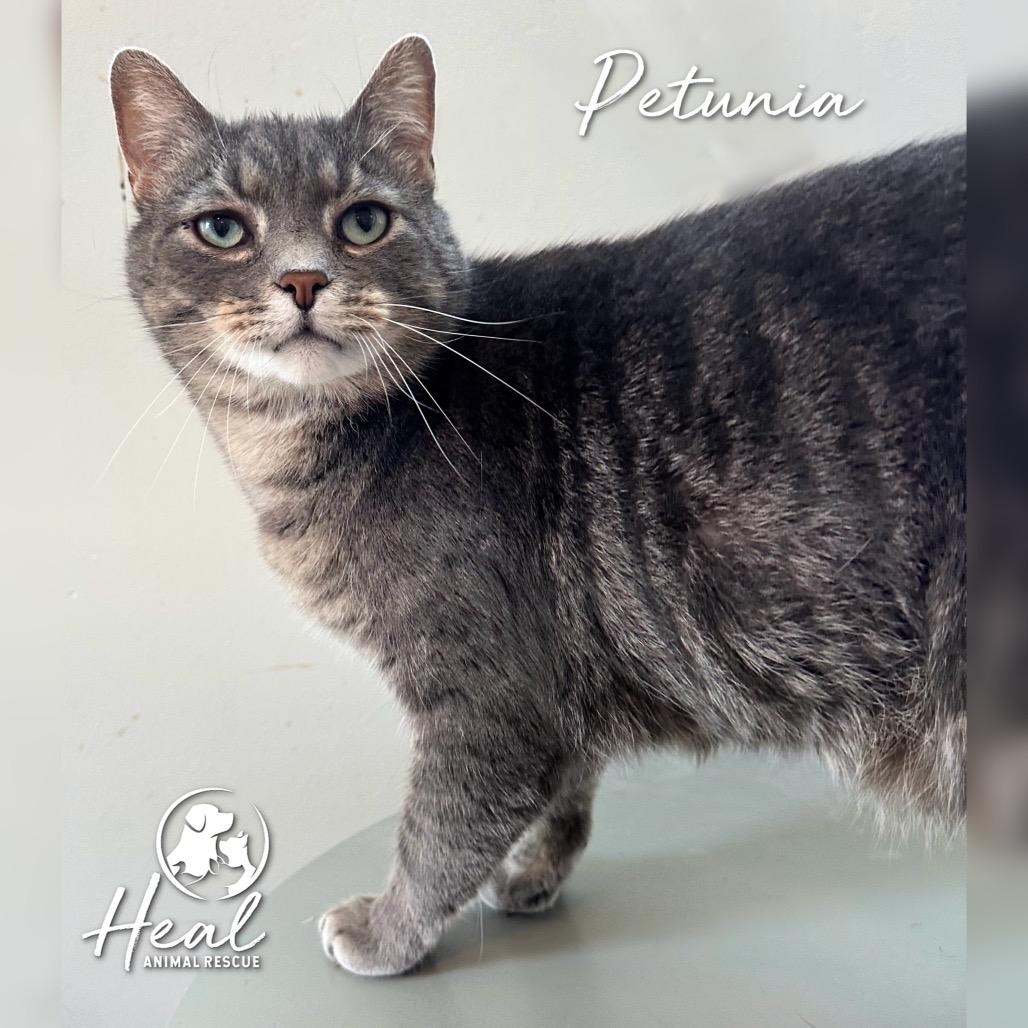 Petunia, Adoptable, Adult Female Domestic Short Hair.