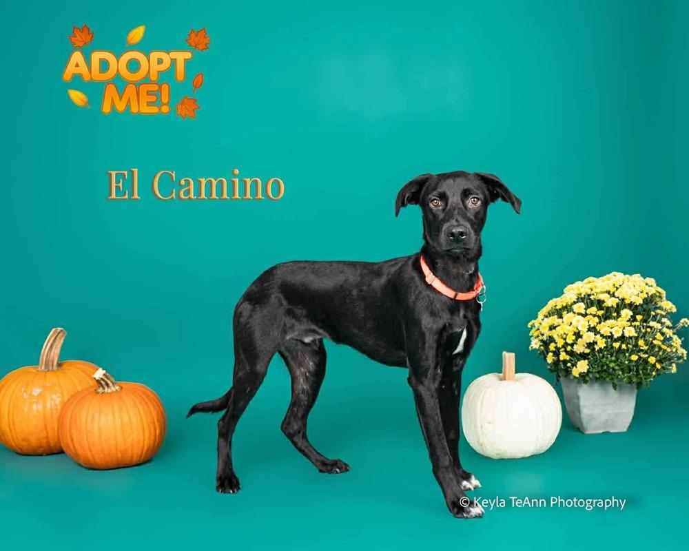 El Camino, Adoptable, Young Male Hound & Labrador Retriever.