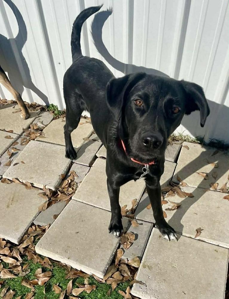 Enlarge El Camino, a Adoptable mixed breed in Statesboro, GA image 3/3