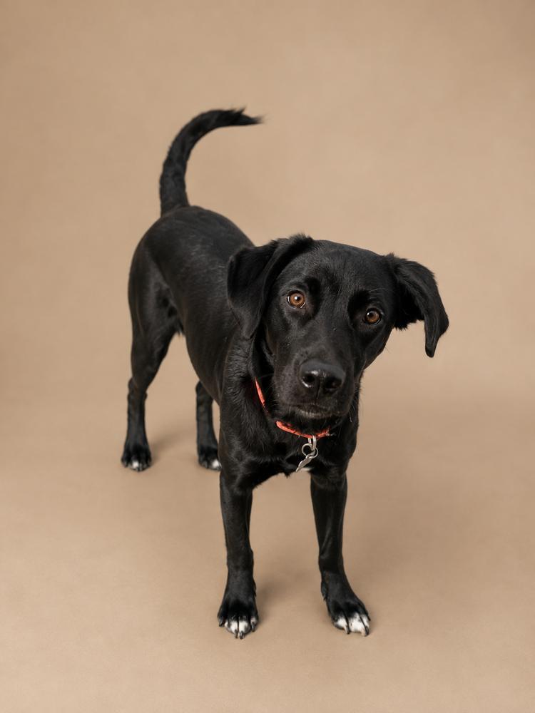 Enlarge El Camino, a Adoptable mixed breed in Statesboro, GA image 3/3