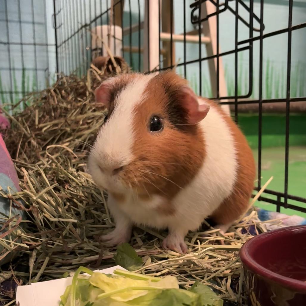 Harry, Adoptable, Adult Male Guinea Pig & Guinea Pig.