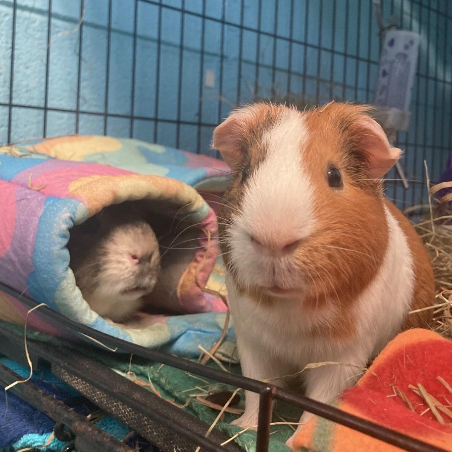Harry, Adoptable, Adult Male Guinea Pig & Guinea Pig.