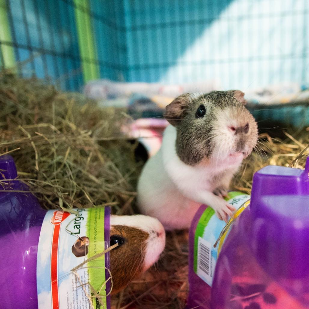 Harry, Adoptable, Adult Male Guinea Pig & Guinea Pig.