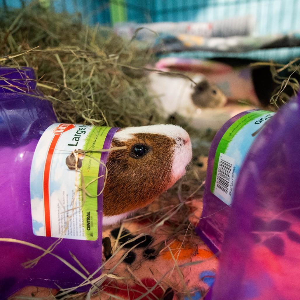 Harry, a Adoptable mixed breed in Providence, RI image 3/6