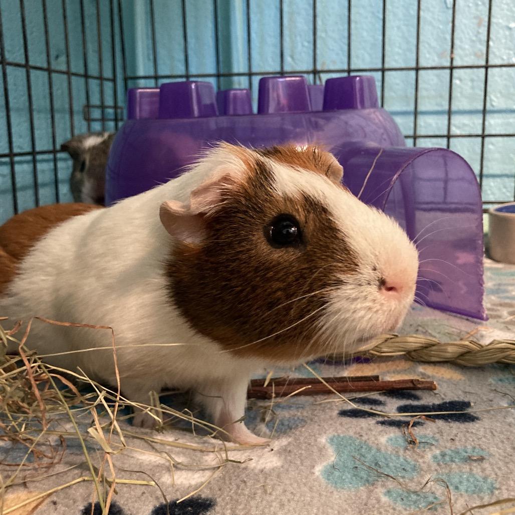 Harry, a Adoptable mixed breed in Providence, RI image 4/6