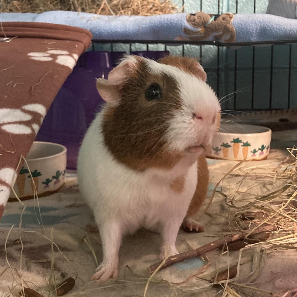 Harry, a Adoptable mixed breed in Providence, RI image 6/6