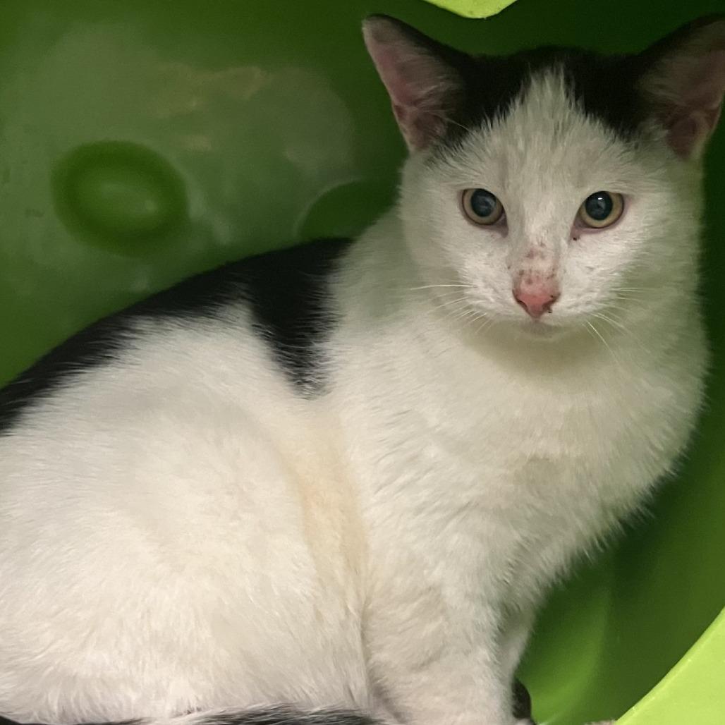 Neptune, Adoptable, Young Male Domestic Short Hair.