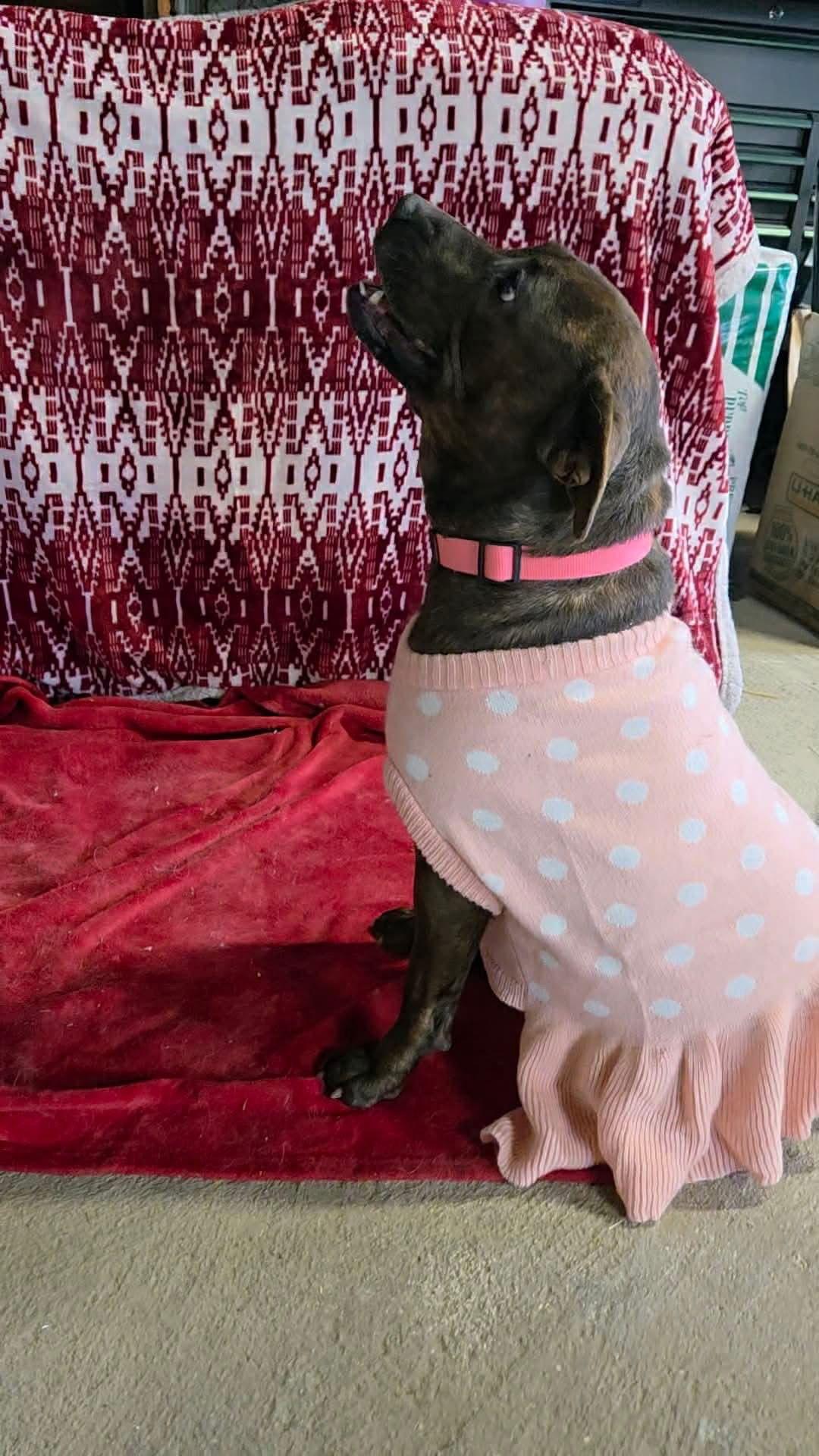 Mallow Cup thumbnail 3