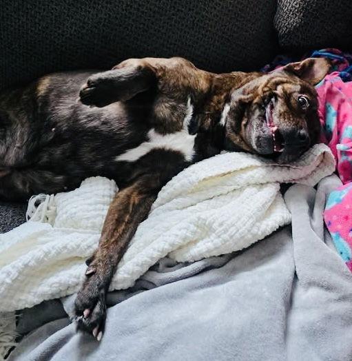 Mallow Cup — thumbnail 3