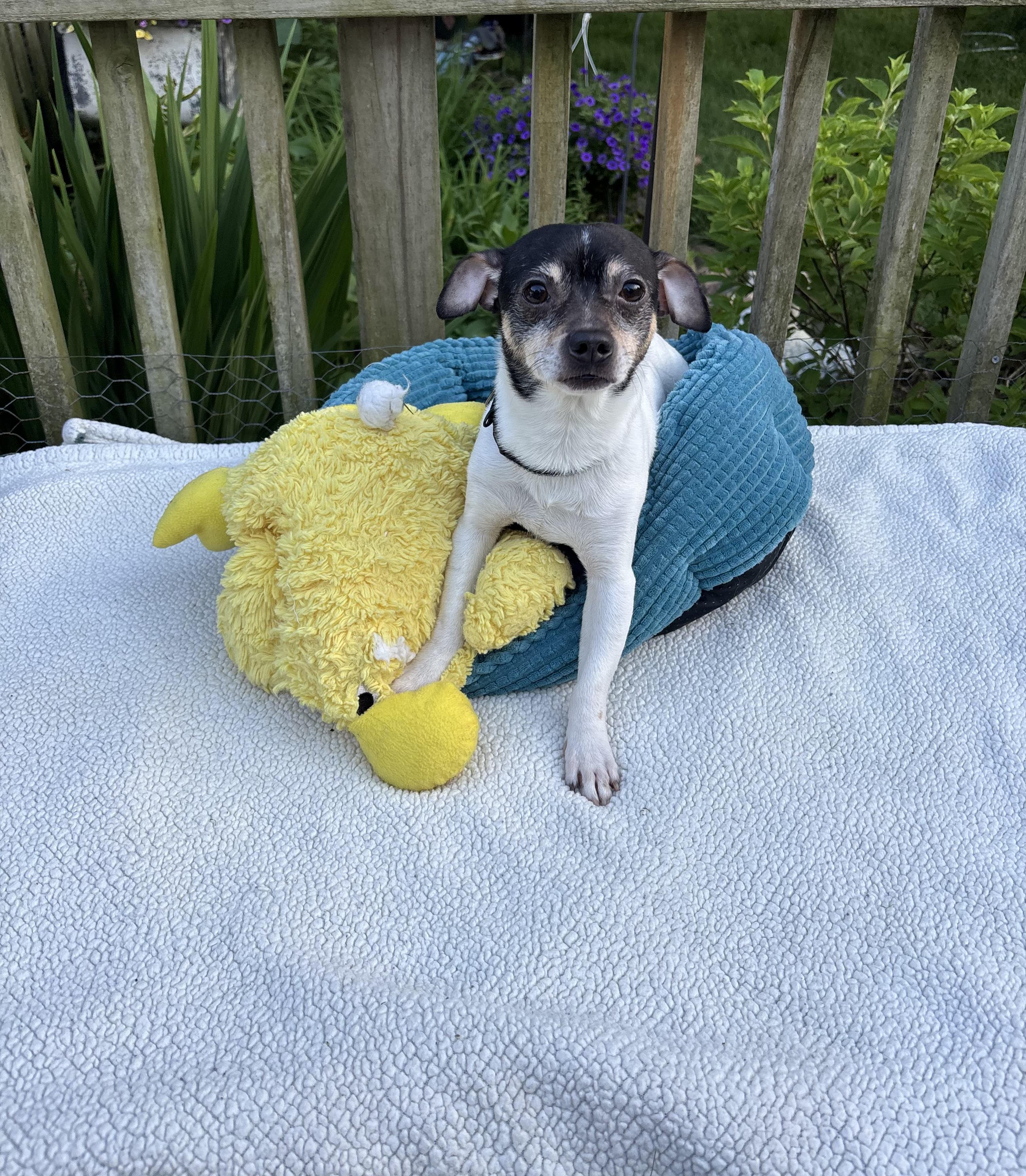 Paco, a ADOPTABLE mixed breed in White Lake, MI image 4/4