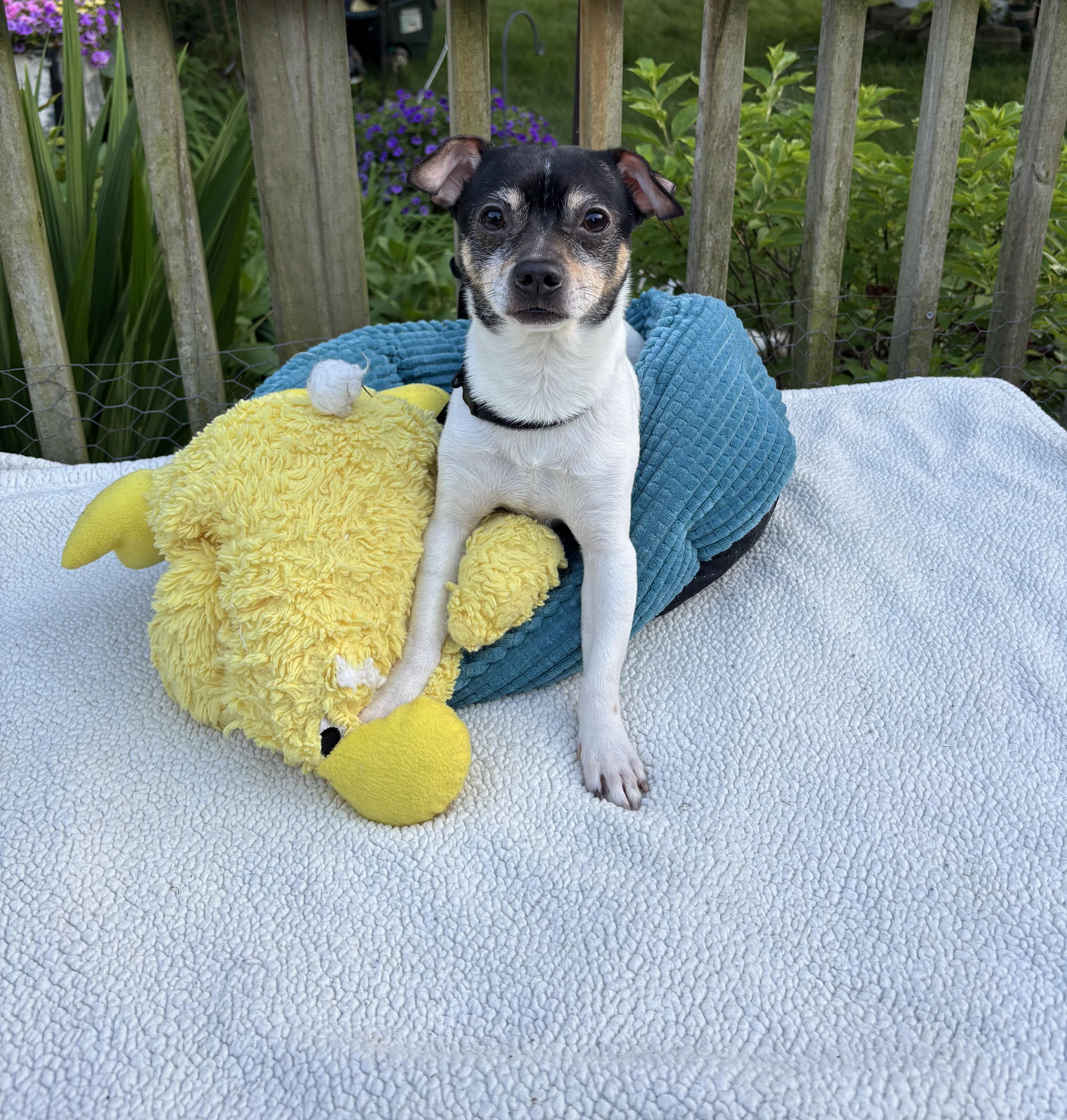 Paco, a ADOPTABLE mixed breed in White Lake, MI image 3/4
