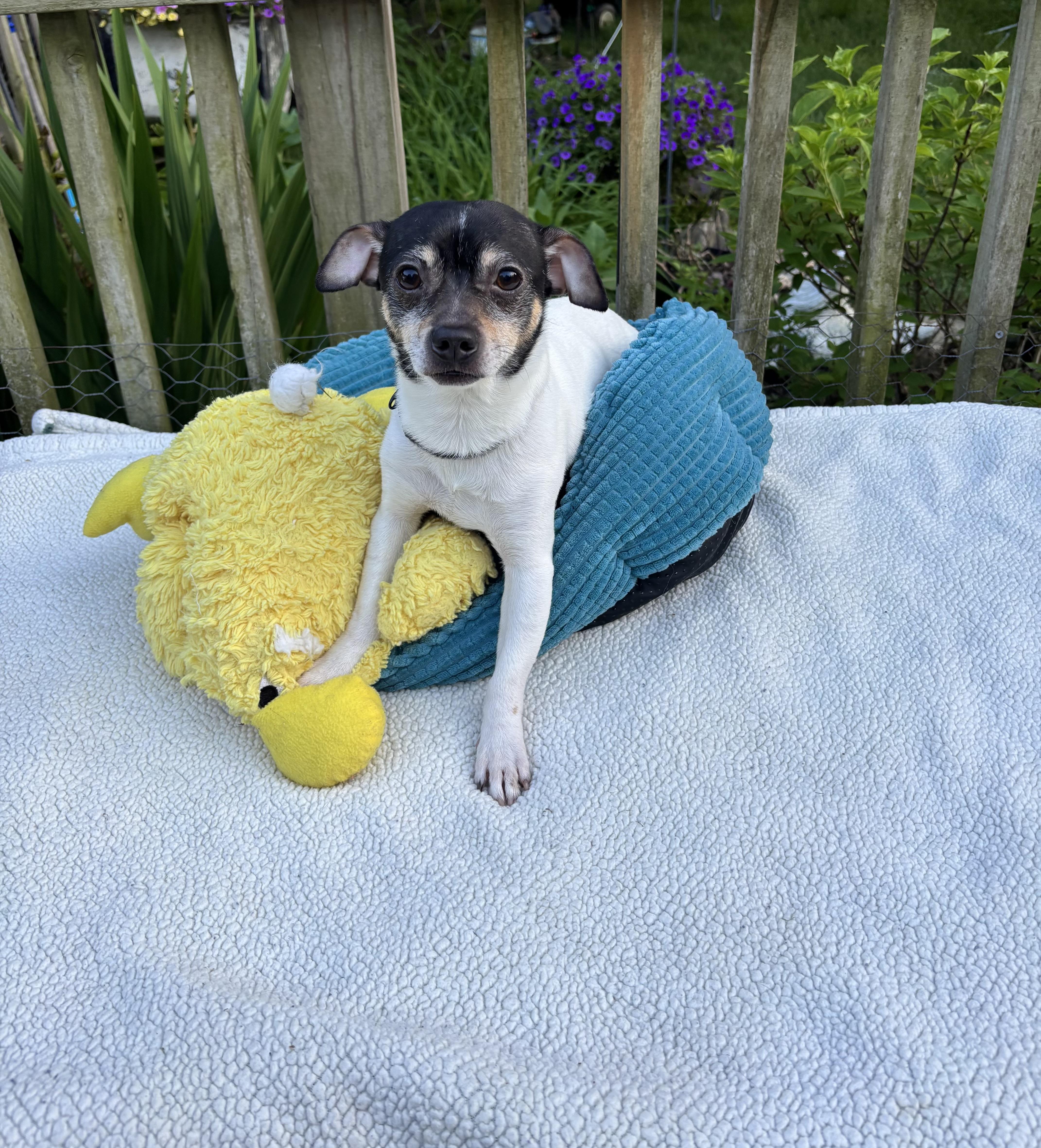 Paco, a ADOPTABLE mixed breed in White Lake, MI image 2/4