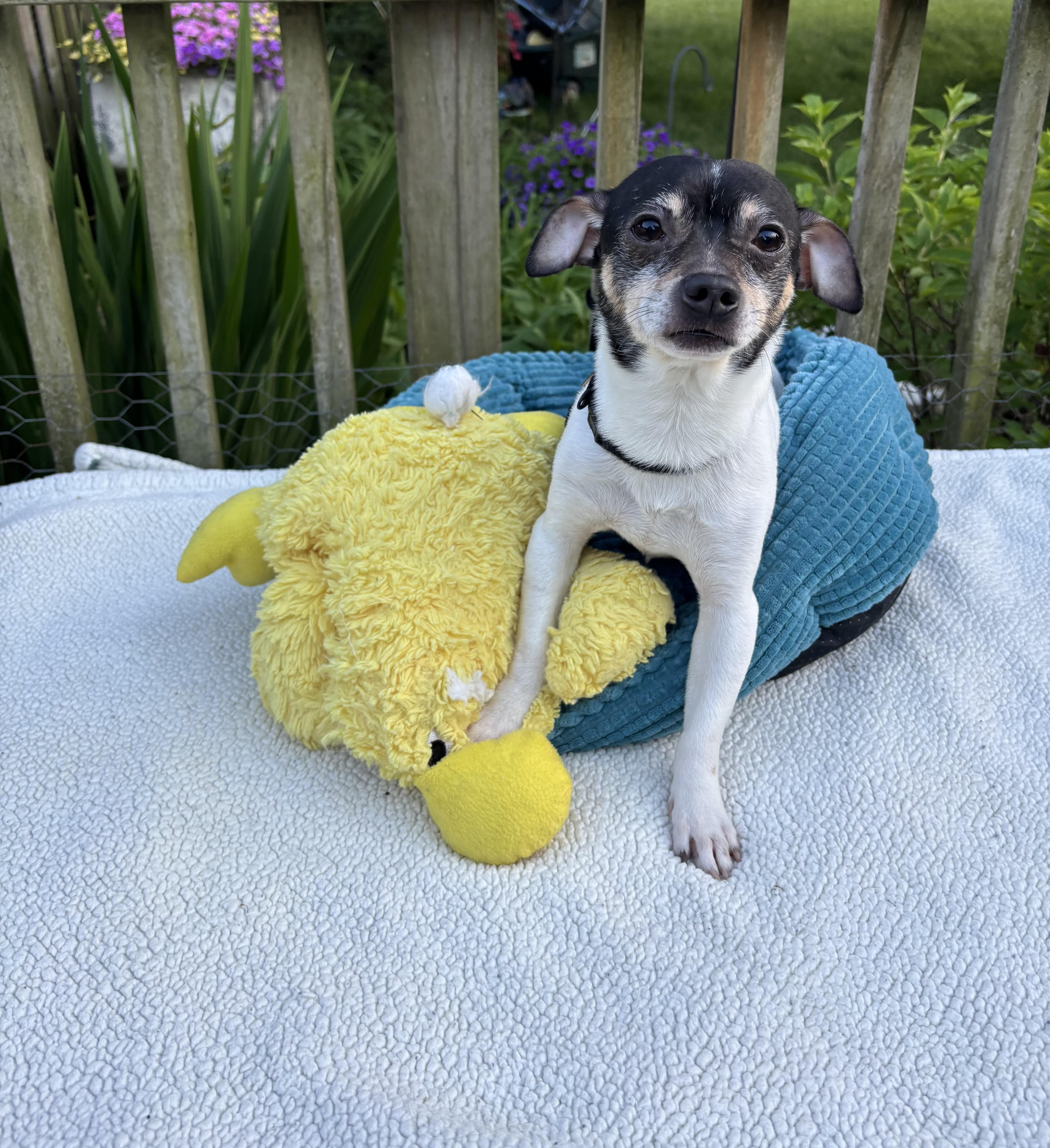 Paco, ADOPTABLE, Young Male Chihuahua & Rat Terrier.