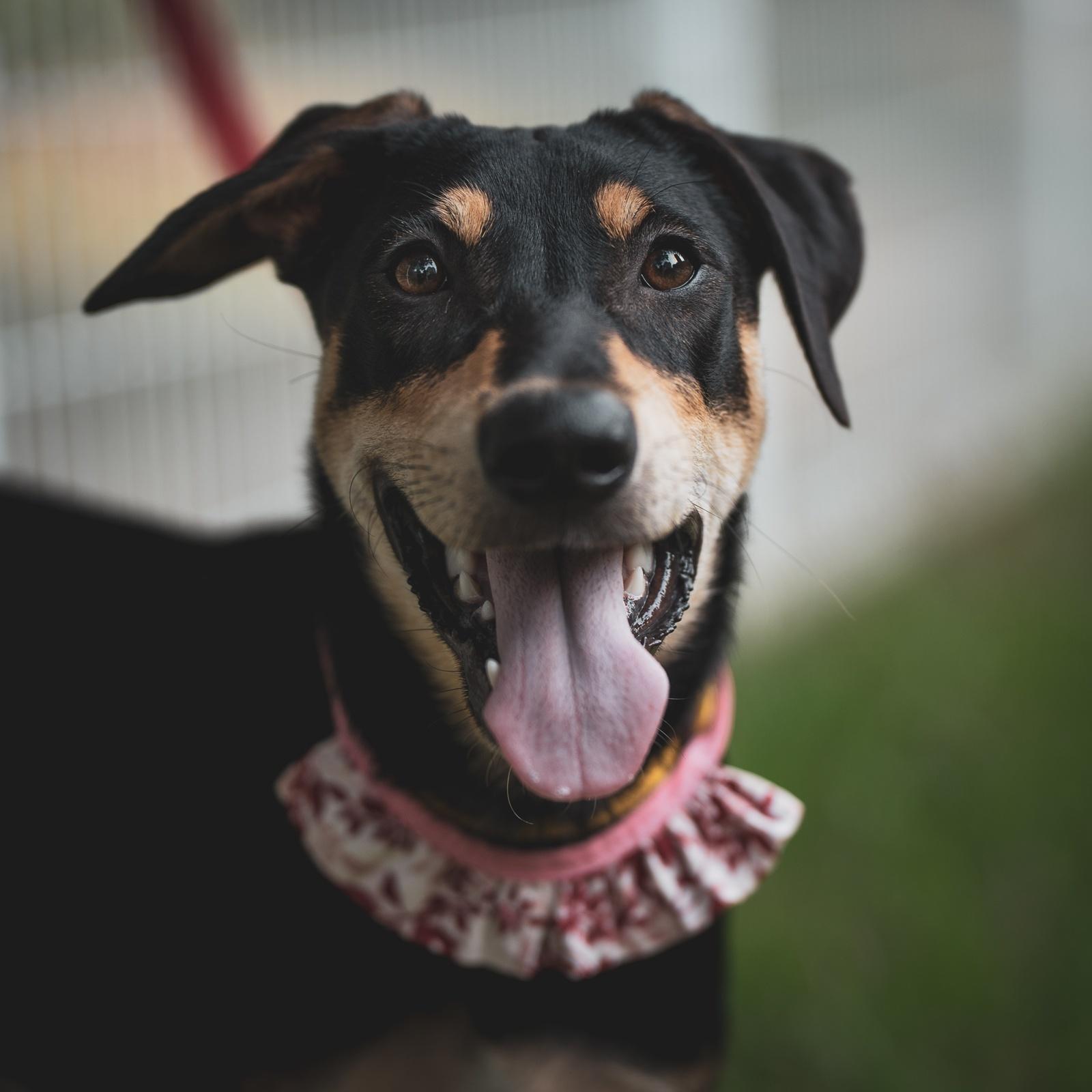 Enlarge Rose, a Adoptable mixed breed in San Mateo, CA image 1/6