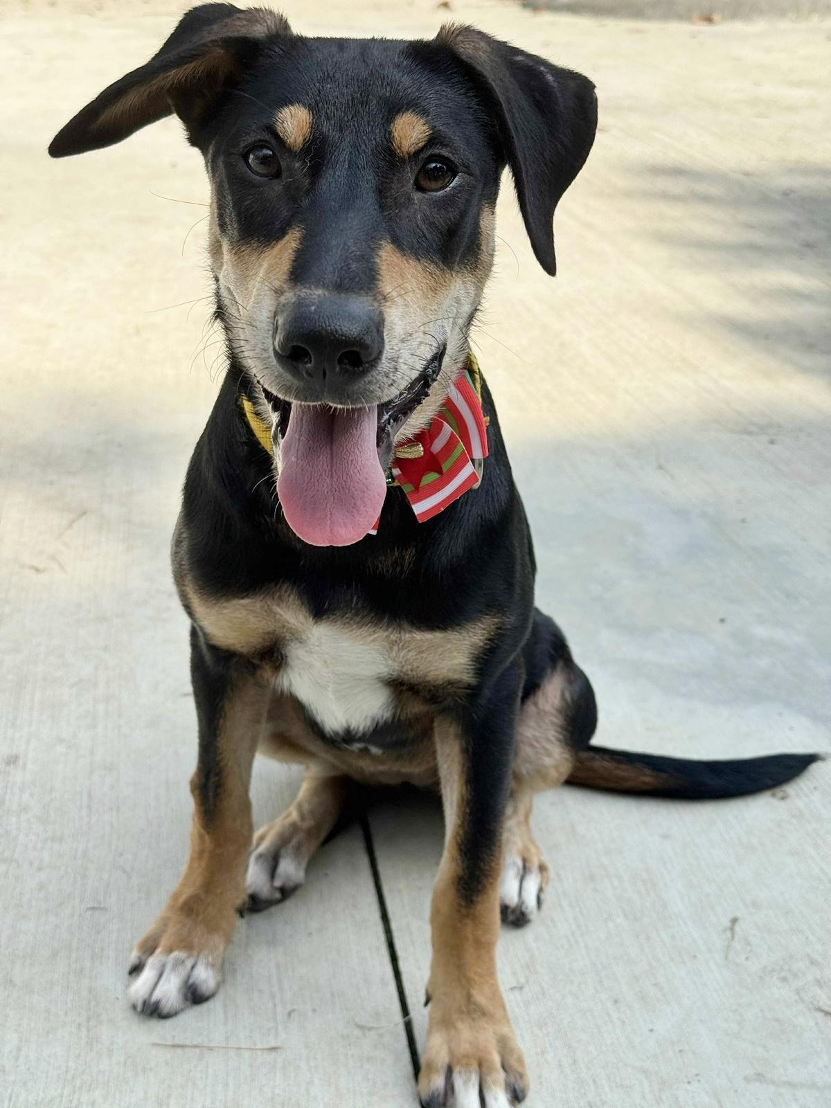 Enlarge Rose, a Adoptable mixed breed in San Mateo, CA image 3/6