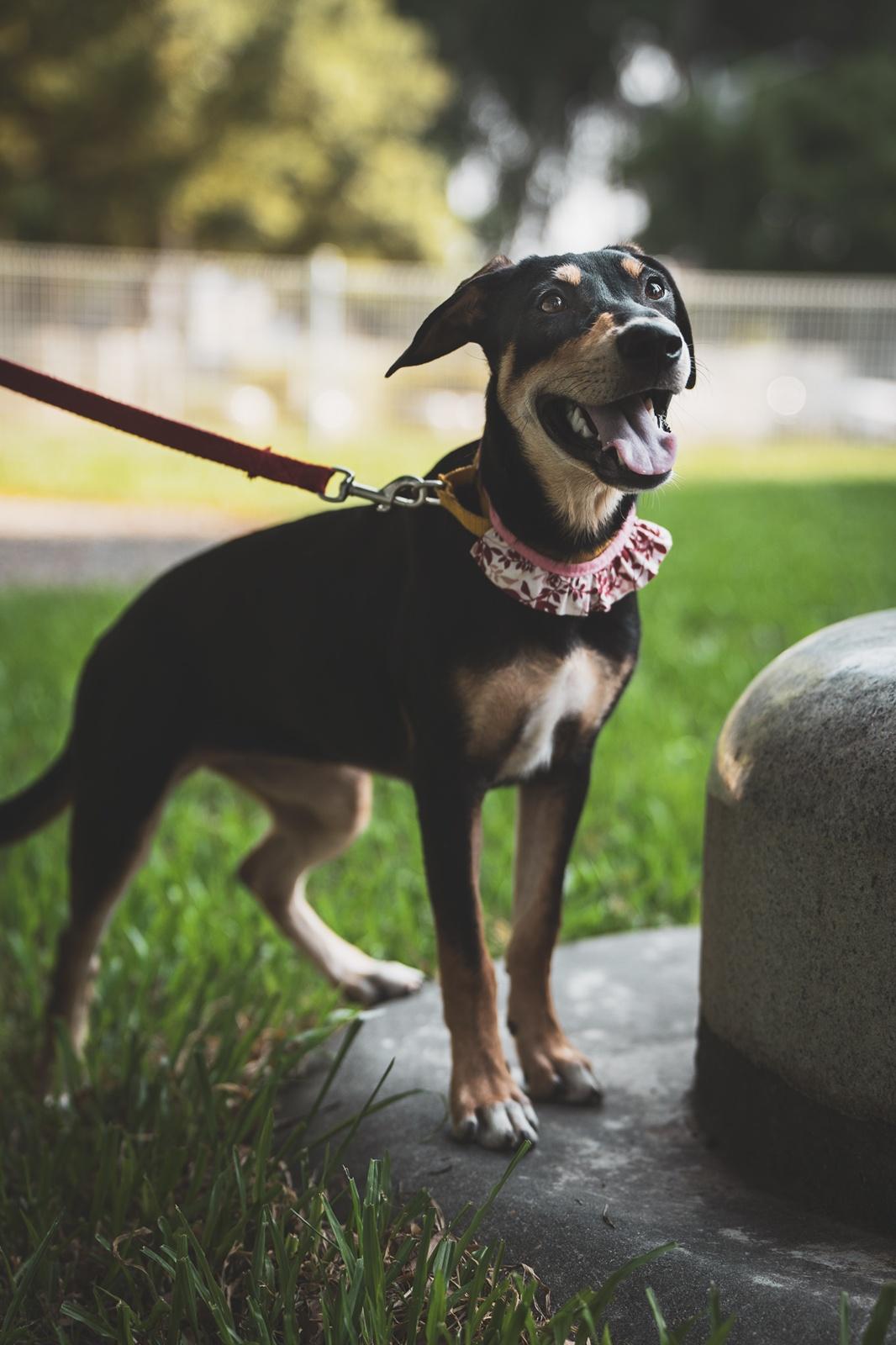 Enlarge Rose, a Adoptable mixed breed in San Mateo, CA image 4/6