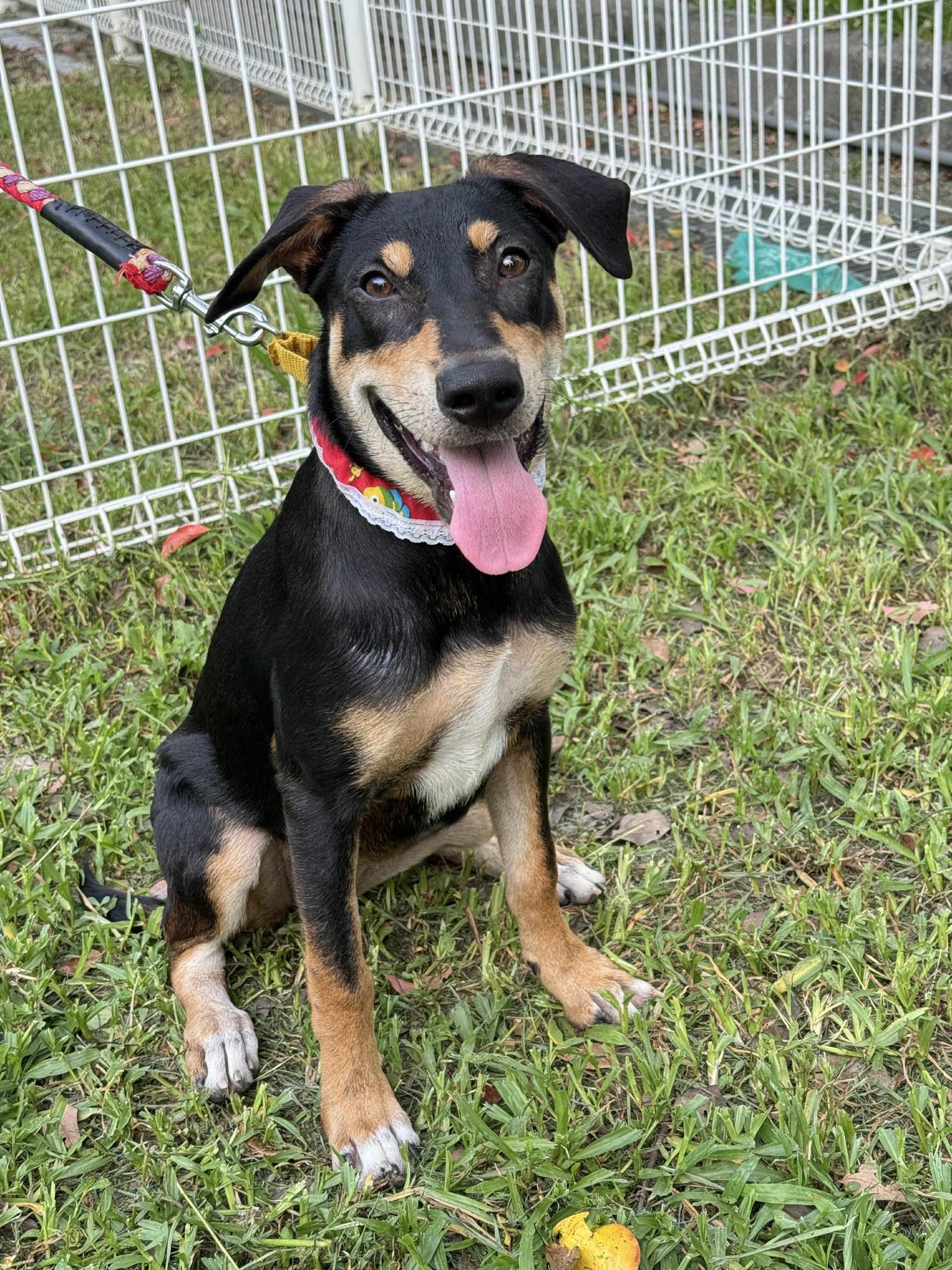 Enlarge Rose, a Adoptable mixed breed in San Mateo, CA image 5/6