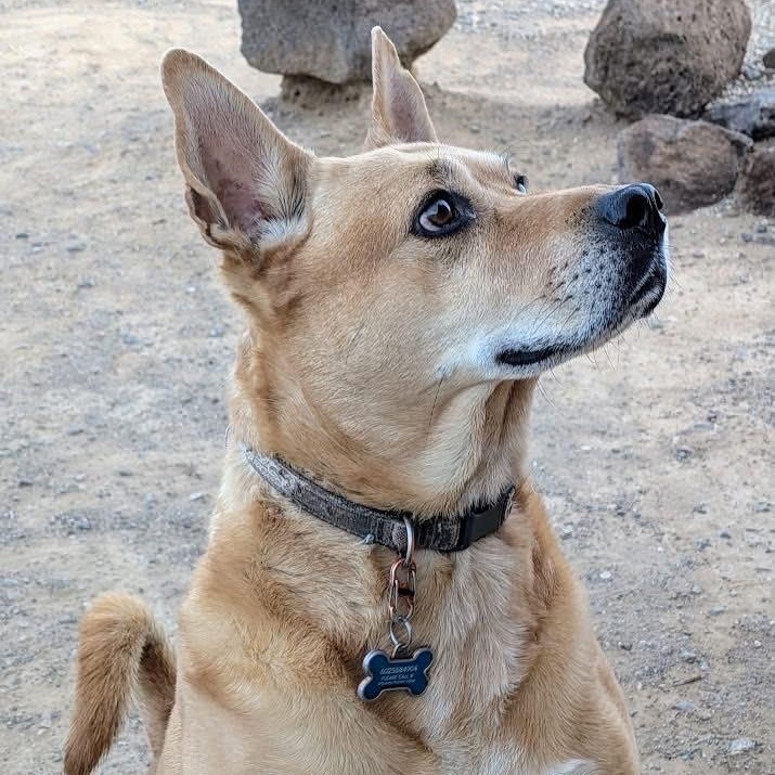 Diesel, ADOPTABLE, Adult Male Carolina Dog.