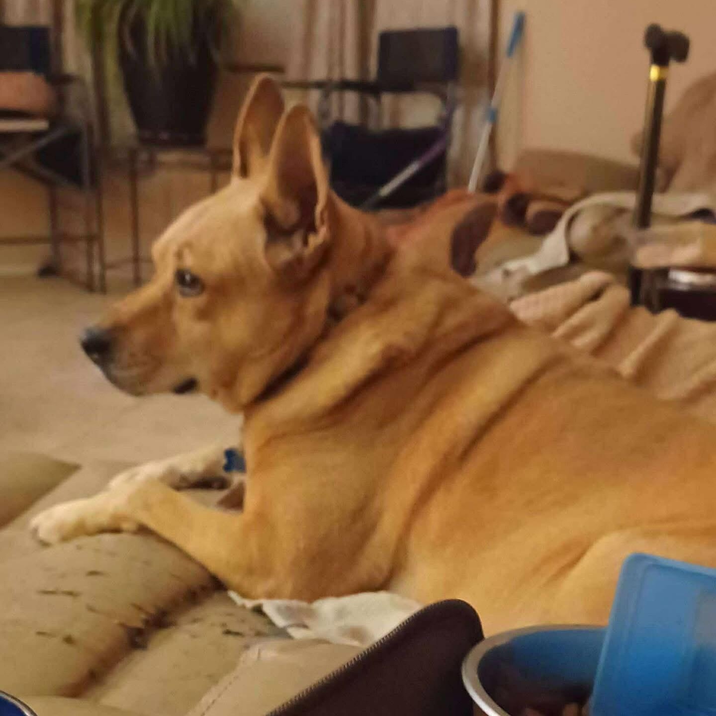 Enlarge Diesel, a ADOPTABLE Carolina Dog in Sierra Vista, AZ image 3/4