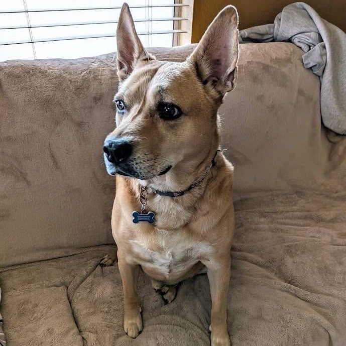 Enlarge Diesel, a ADOPTABLE Carolina Dog in Sierra Vista, AZ image 2/4