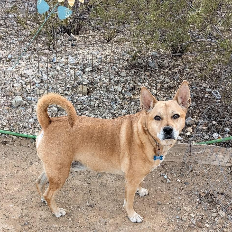 Enlarge Diesel, a ADOPTABLE Carolina Dog in Sierra Vista, AZ image 4/4
