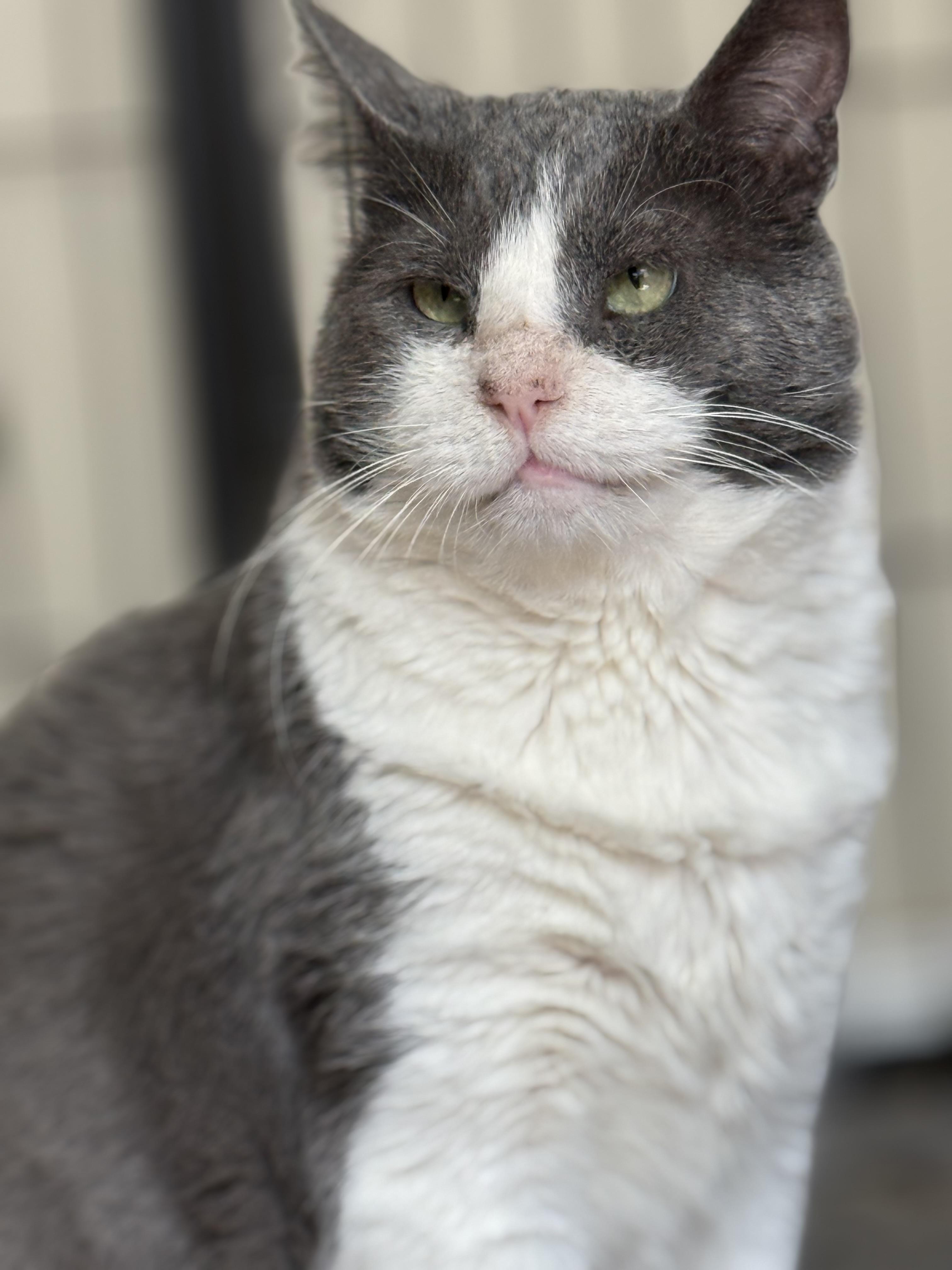 Ollie, Adoptable, Adult Male Tuxedo.