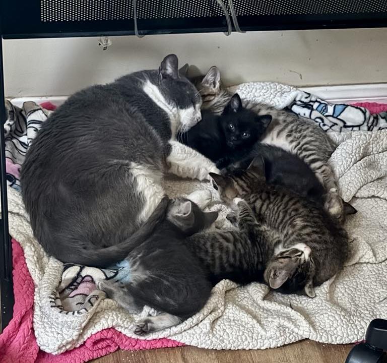 Ollie, a Adoptable Tuxedo in Los Angeles, CA image 2/6